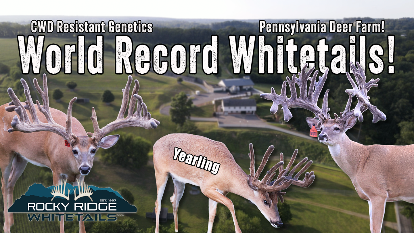Rocky Ridge: The Standard in Ethical Whitetail Breeding