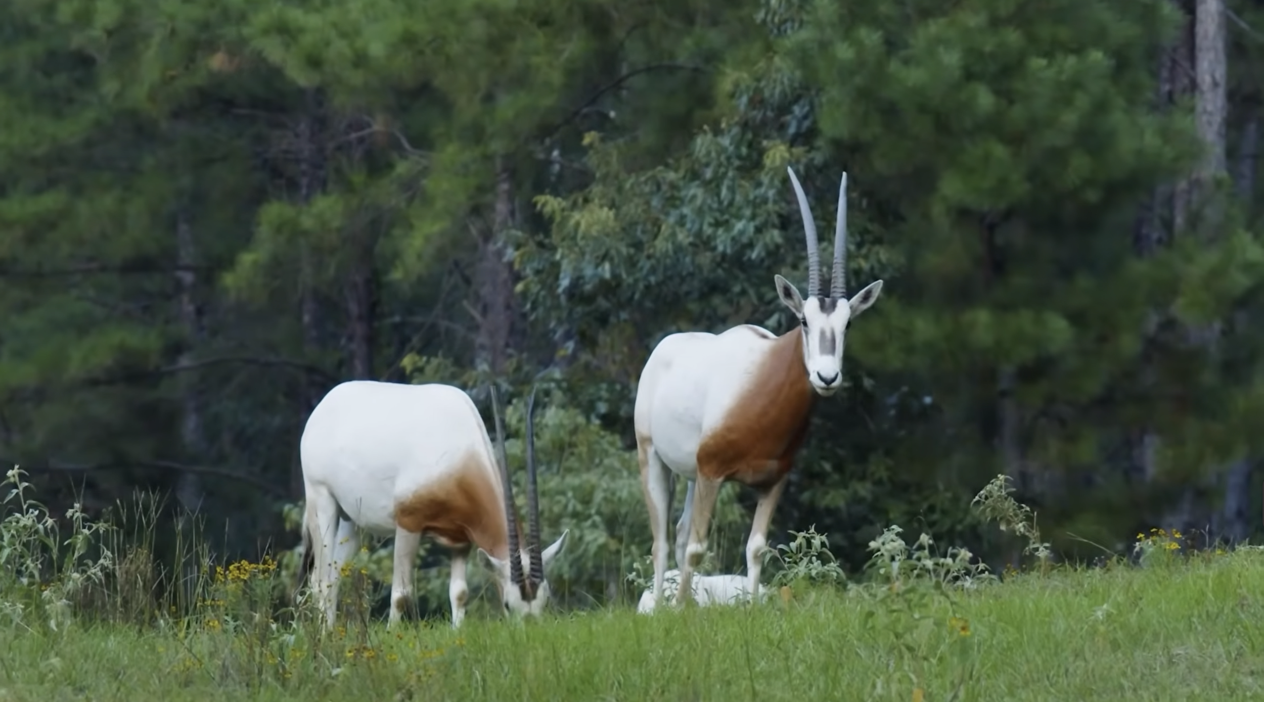 Screenshot 2026-01-26 at 3.47.19 PM.png