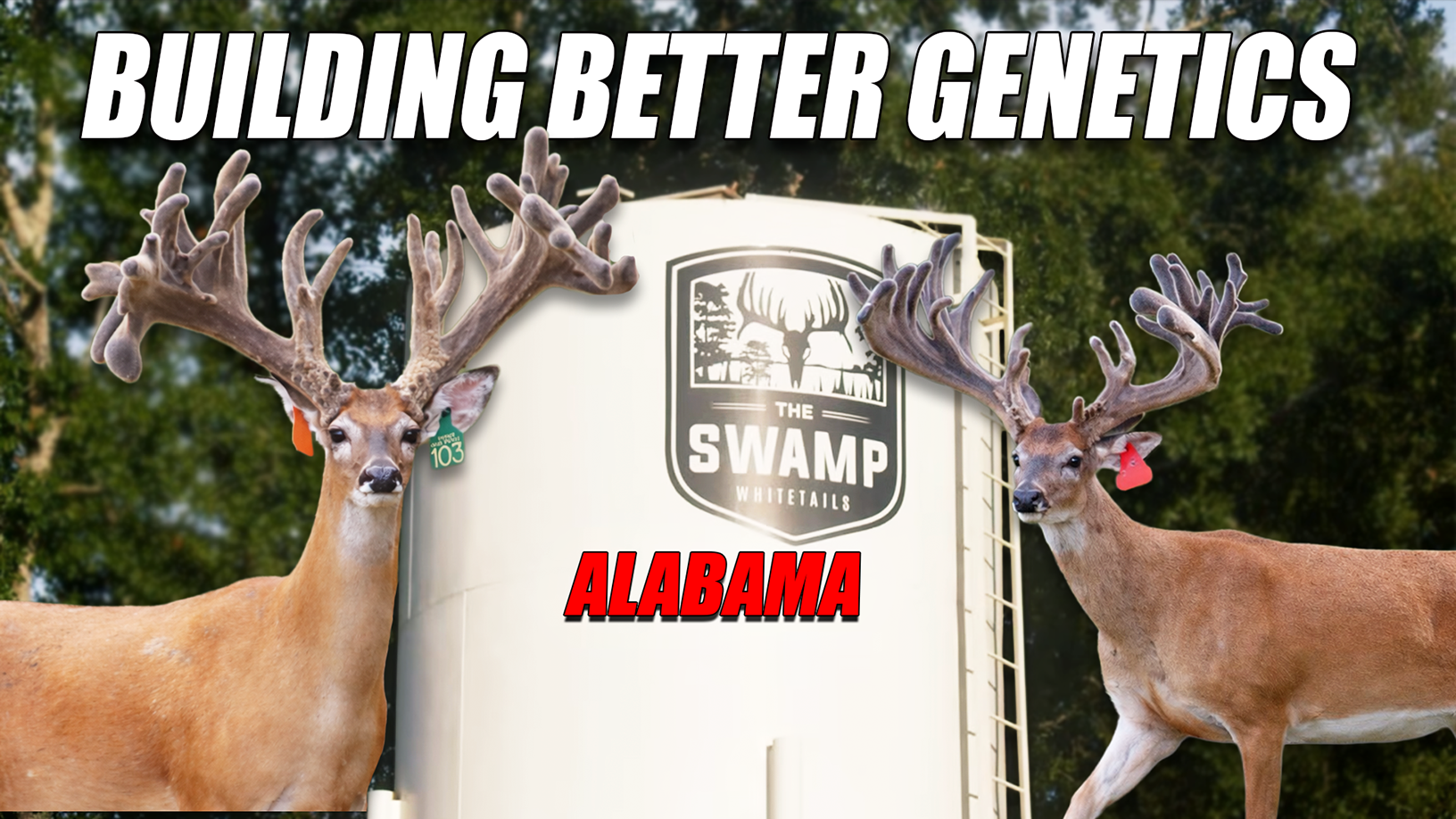 Building Better Genetics: Inside The Swamp Whitetails