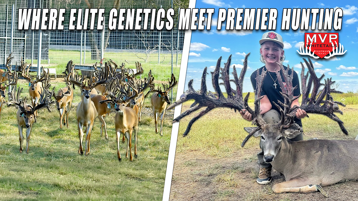 MVP Whitetails: Where Elite Genetics Meet Premier Hunting