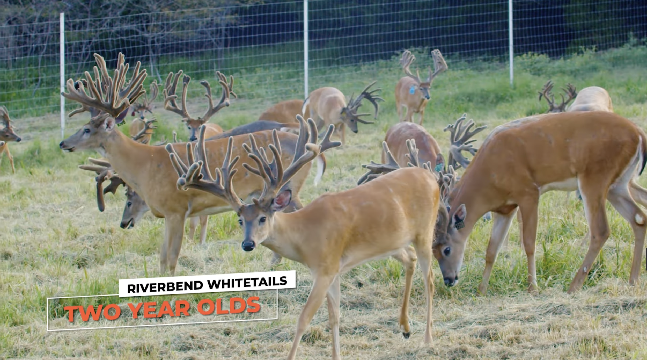 Screenshot 2026-01-29 at 12.11.55 PM.png