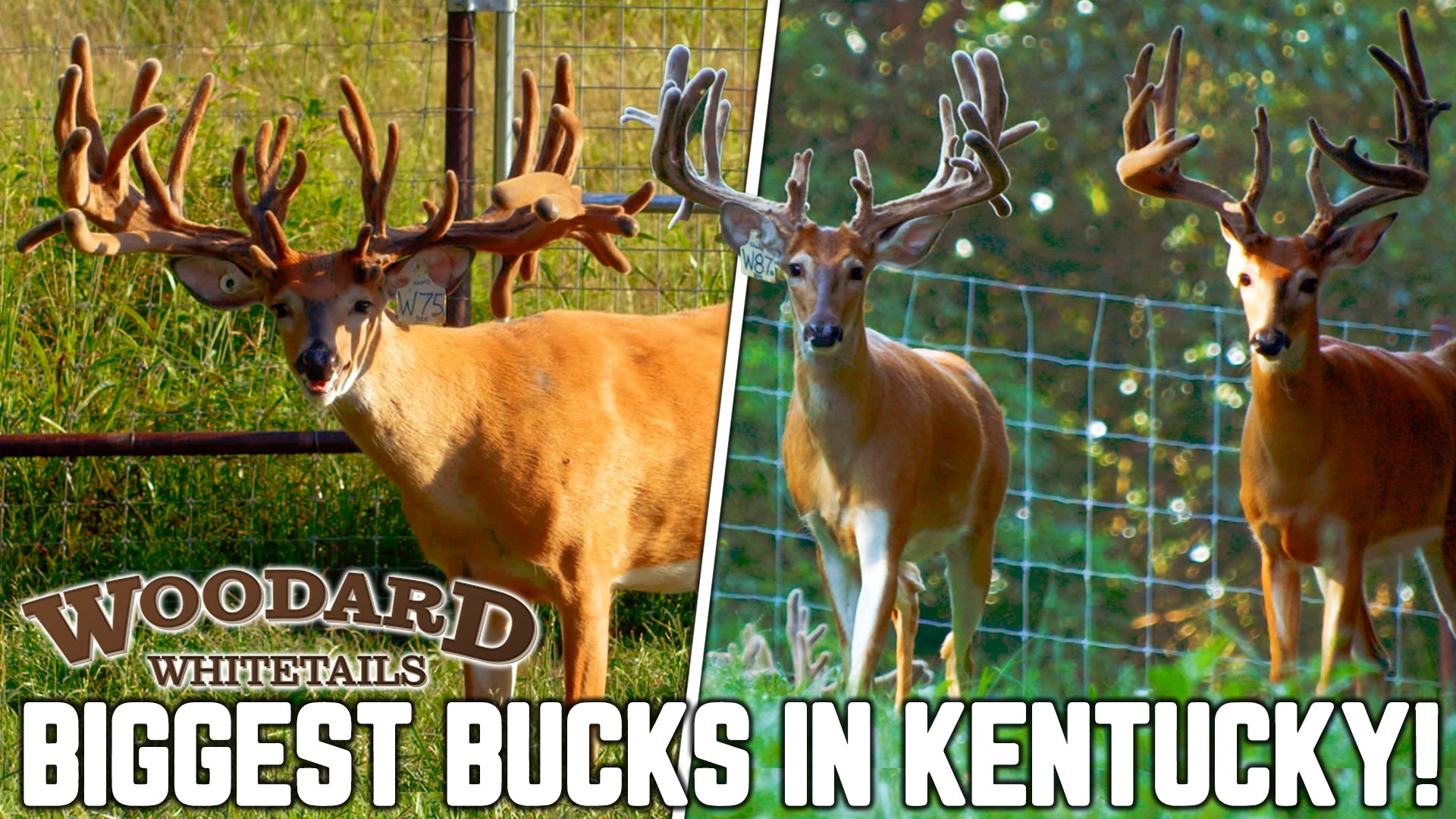 The Biggest Bucks in Kentucky!