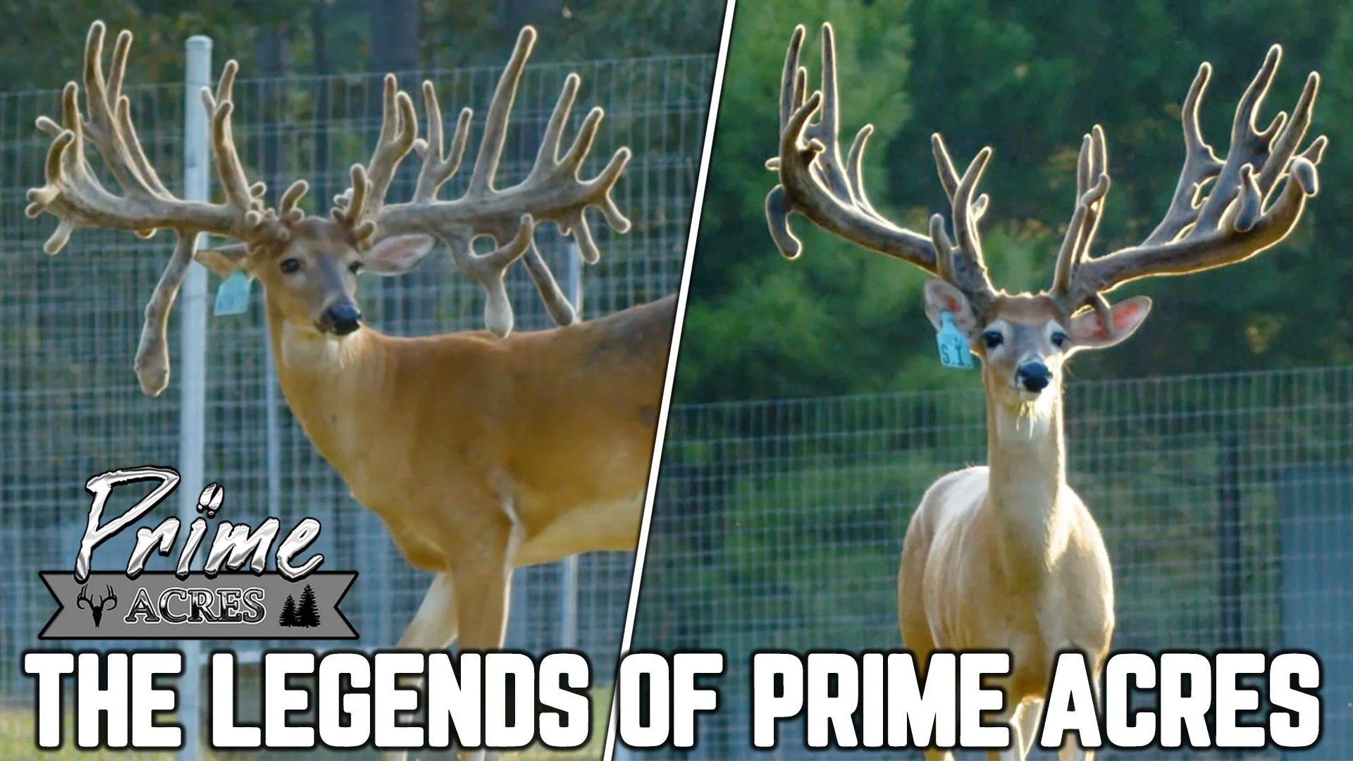 The Next Big Names in the Deer Industry! | Prime Acres 2023