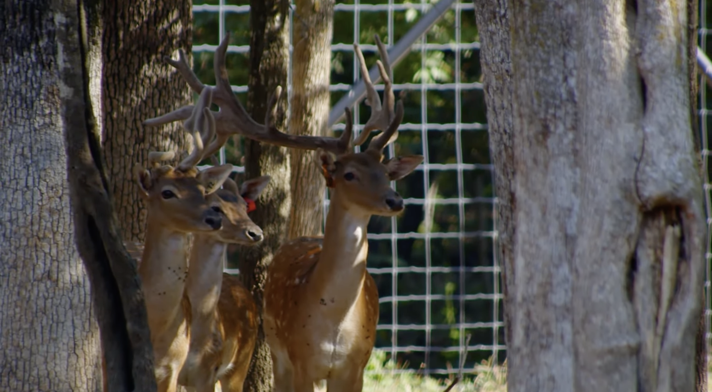 Screenshot 2026-01-29 at 11.13.44 AM.png