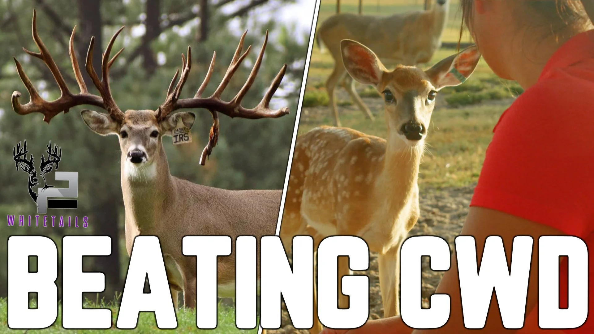 Stopping CWD