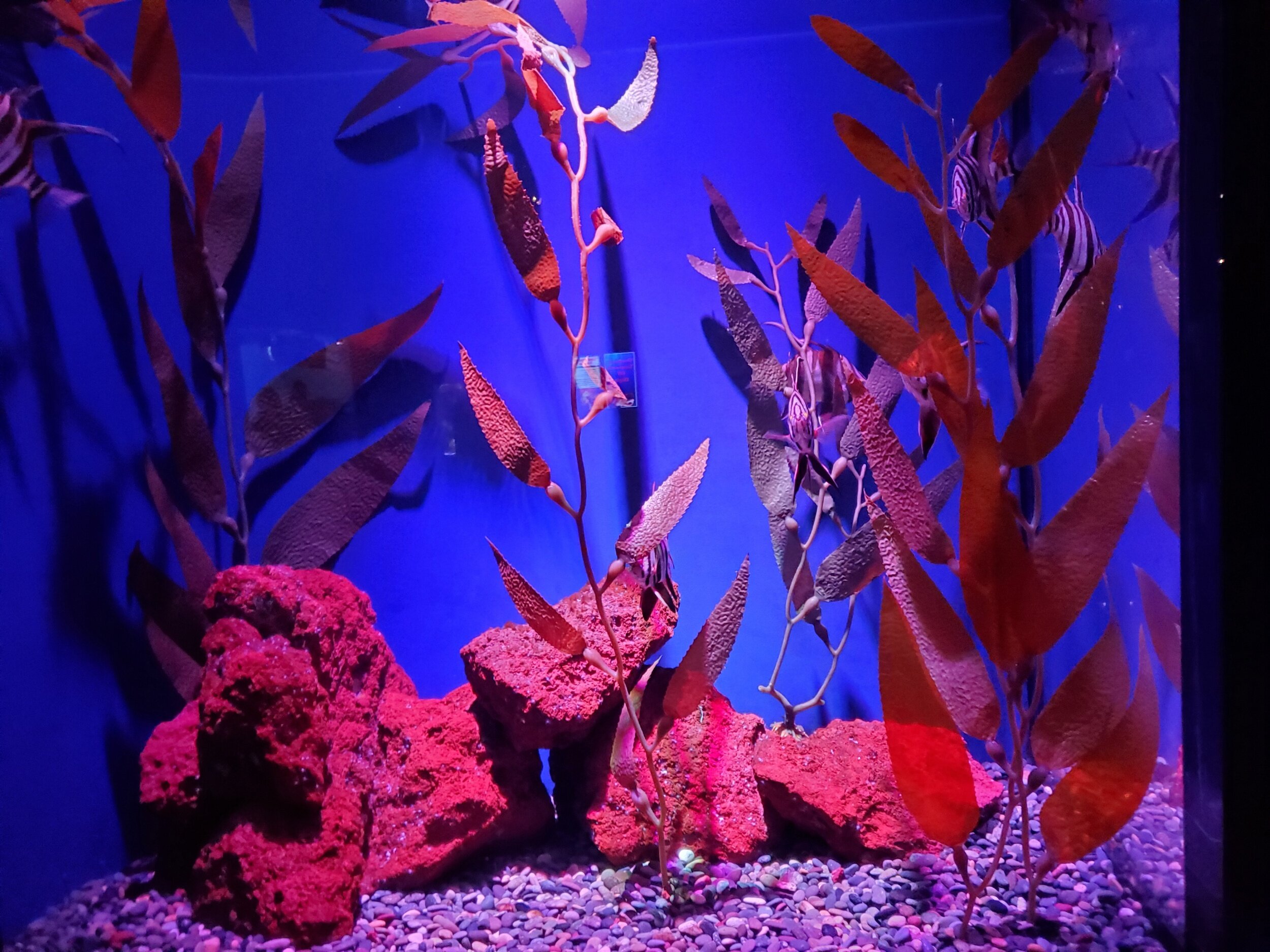 processed_20201020_141034.jpg