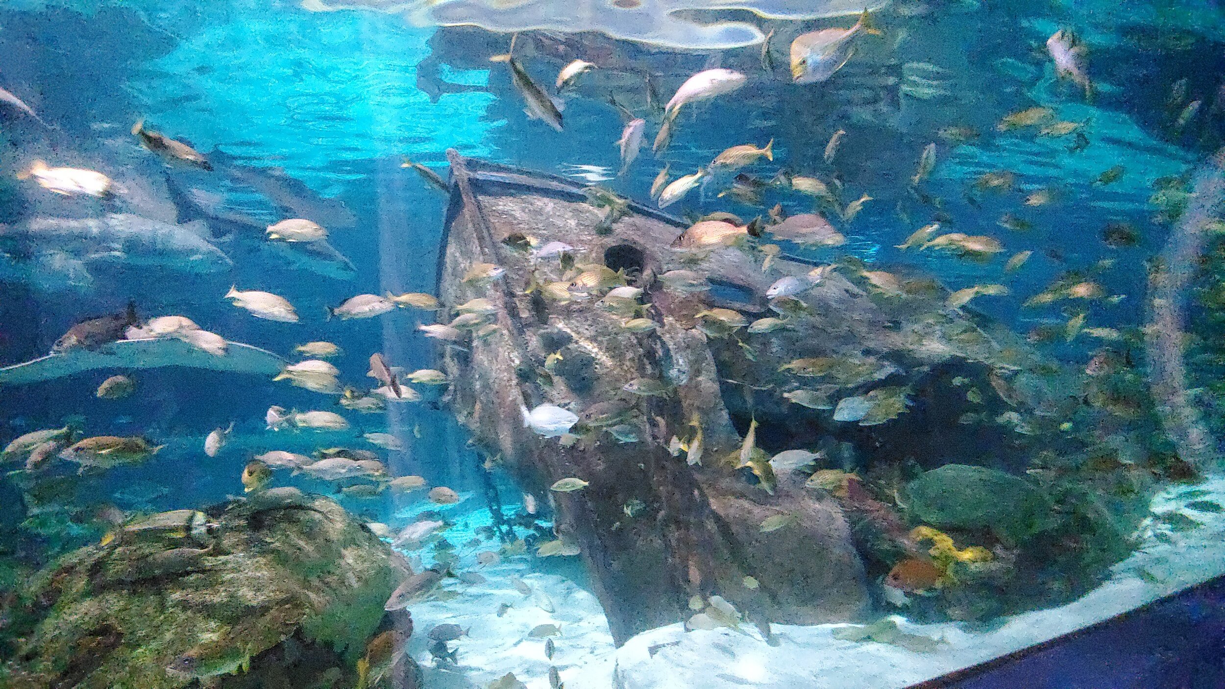 processed_20201020_140258.jpg