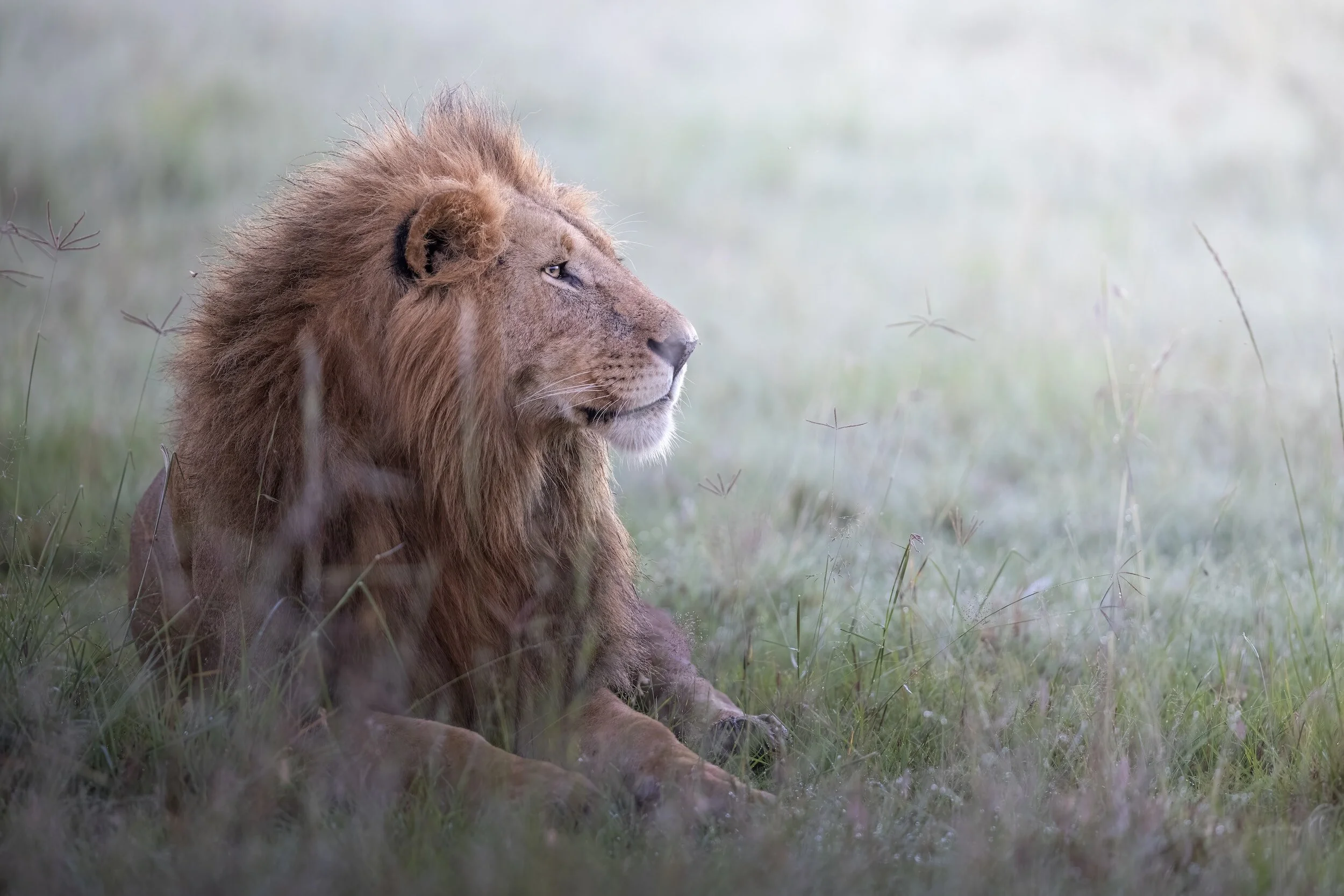 Are you ready to attract your King?