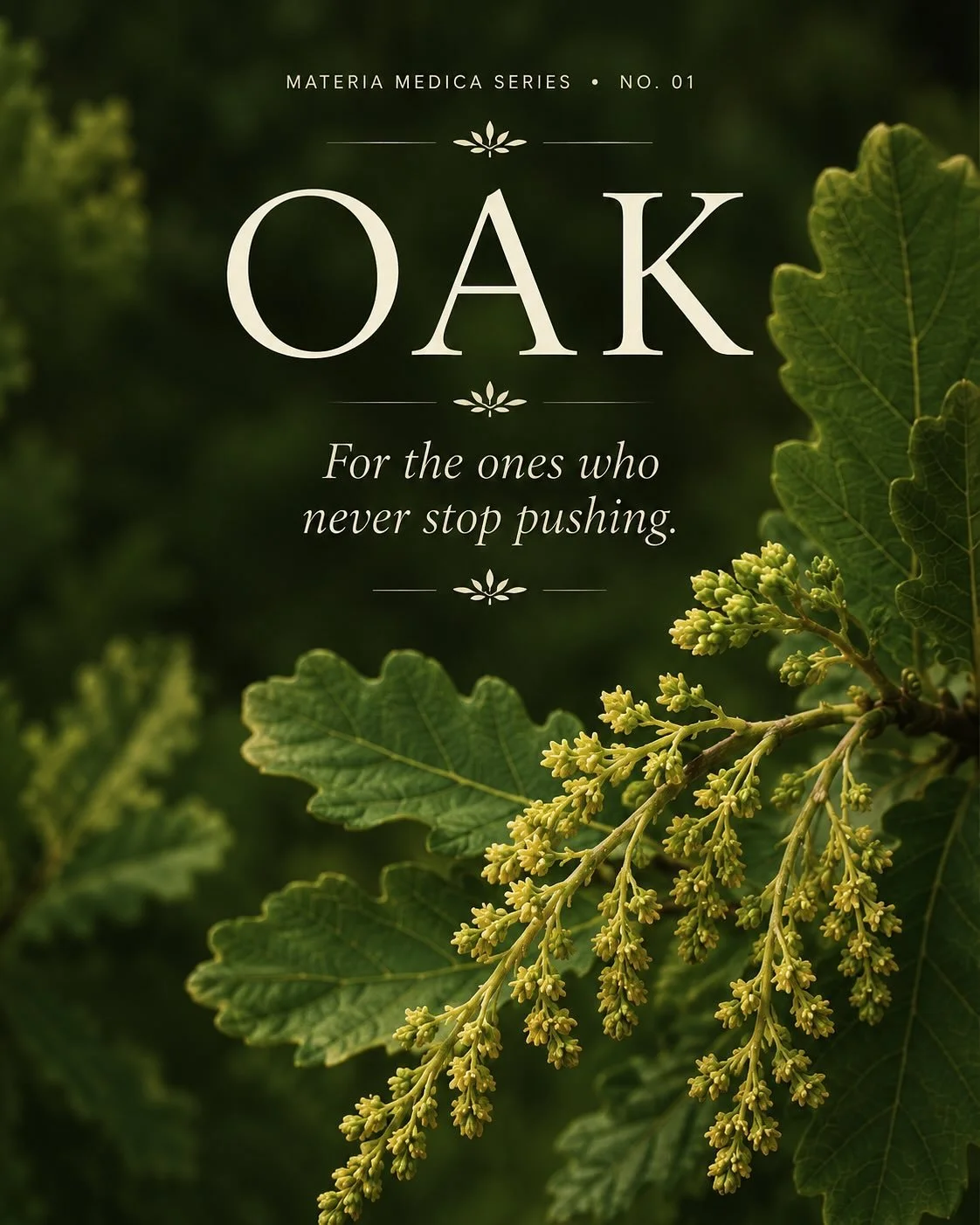 The oak tree is a symbol of endurance.

Deeply rooted and remarkably resilient, it can live for hundreds of years while weathering storms, drought, and changing seasons.

🌿

In flower essence work, Oak is traditionally associated with people who sha