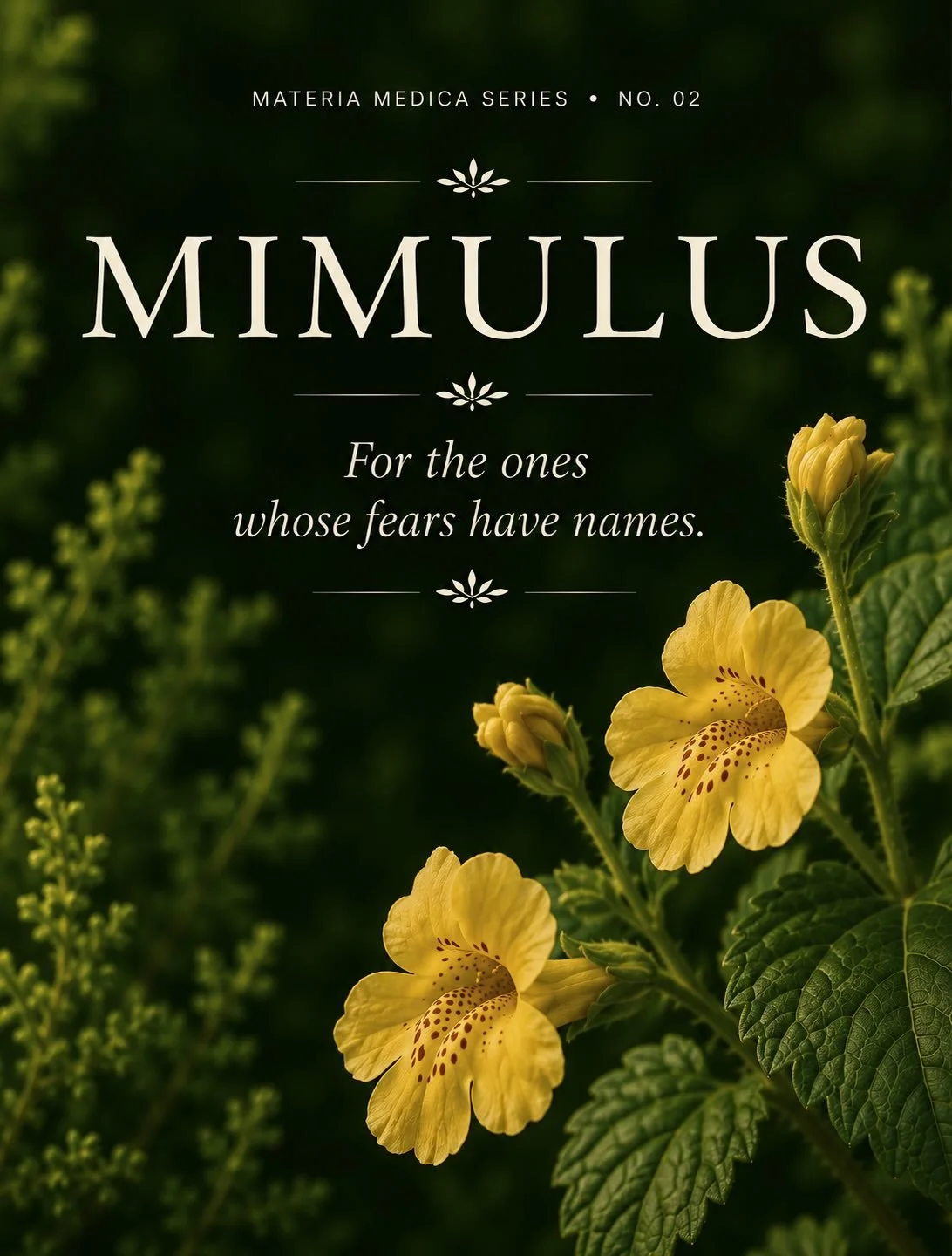 The Mimulus flower grows along streambanks and in damp places where the soil is constantly shifting.

Despite its delicate appearance, it thrives in environments that require flexibility and resilience.

🌿

In flower essence work, Mimulus is traditi