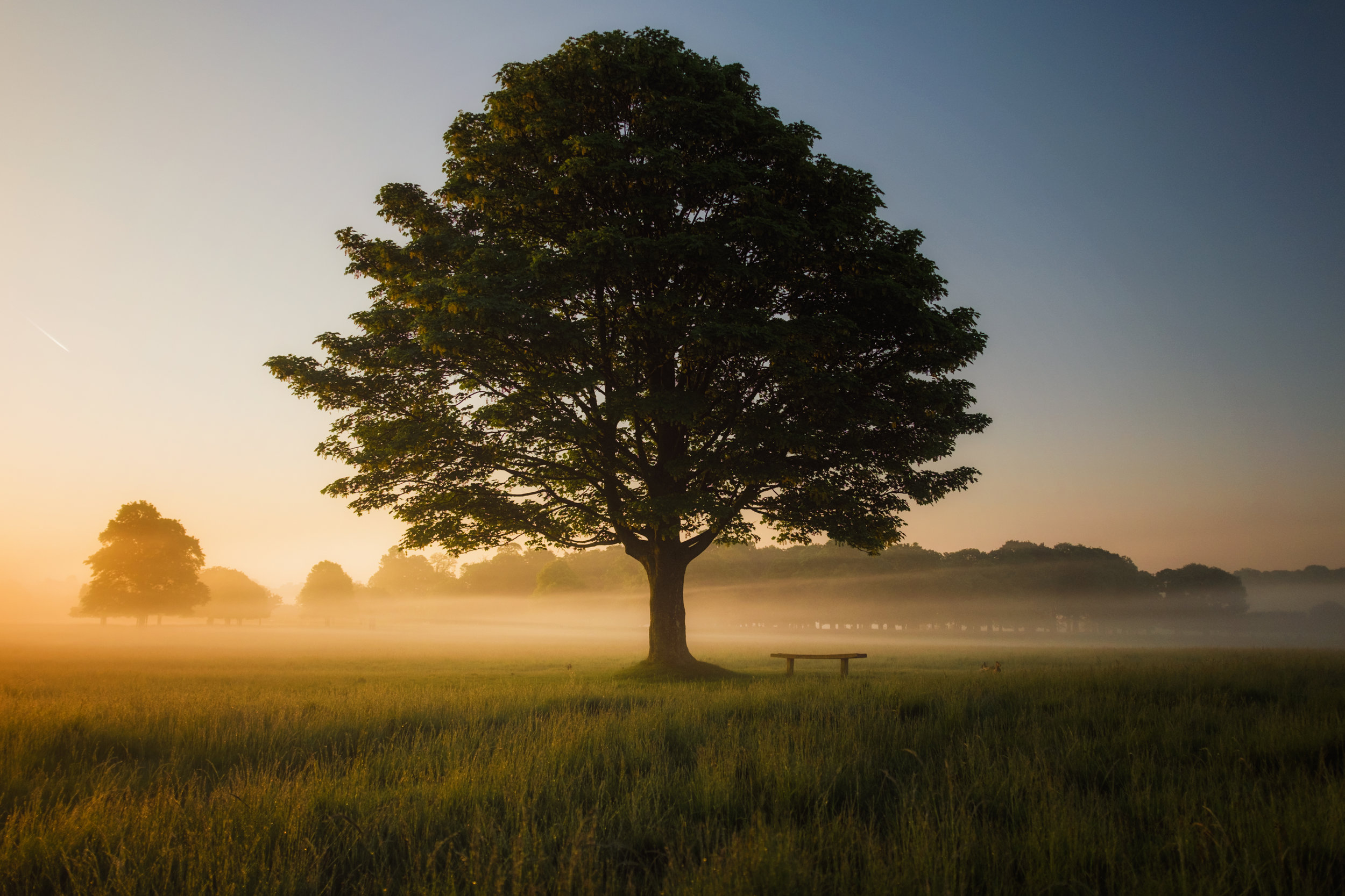 Oak Meadow