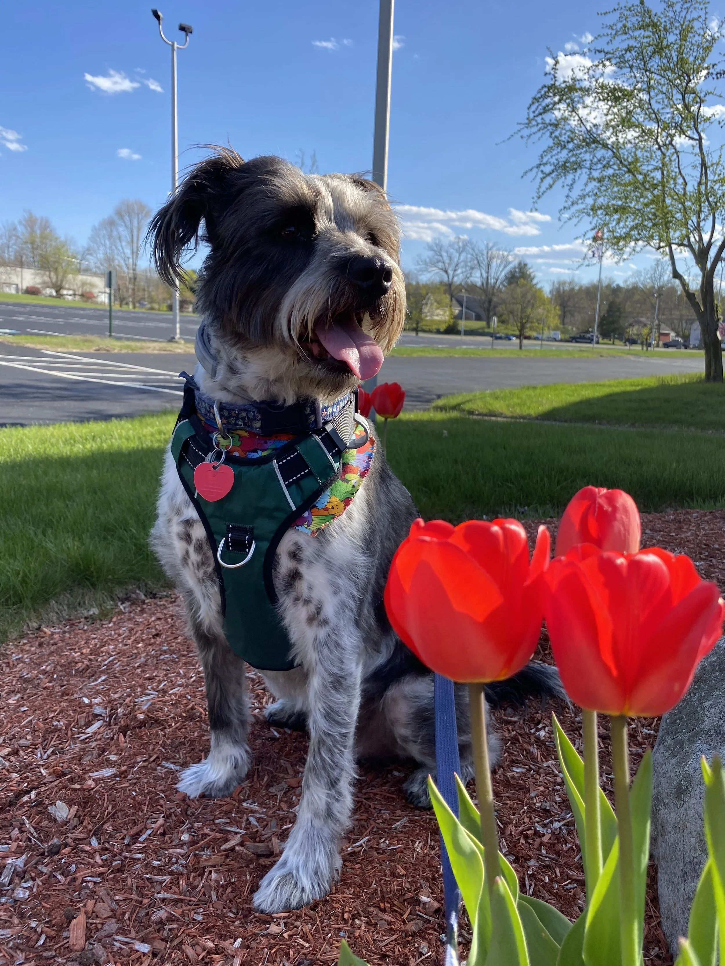 Dena - Squam Lakes Association