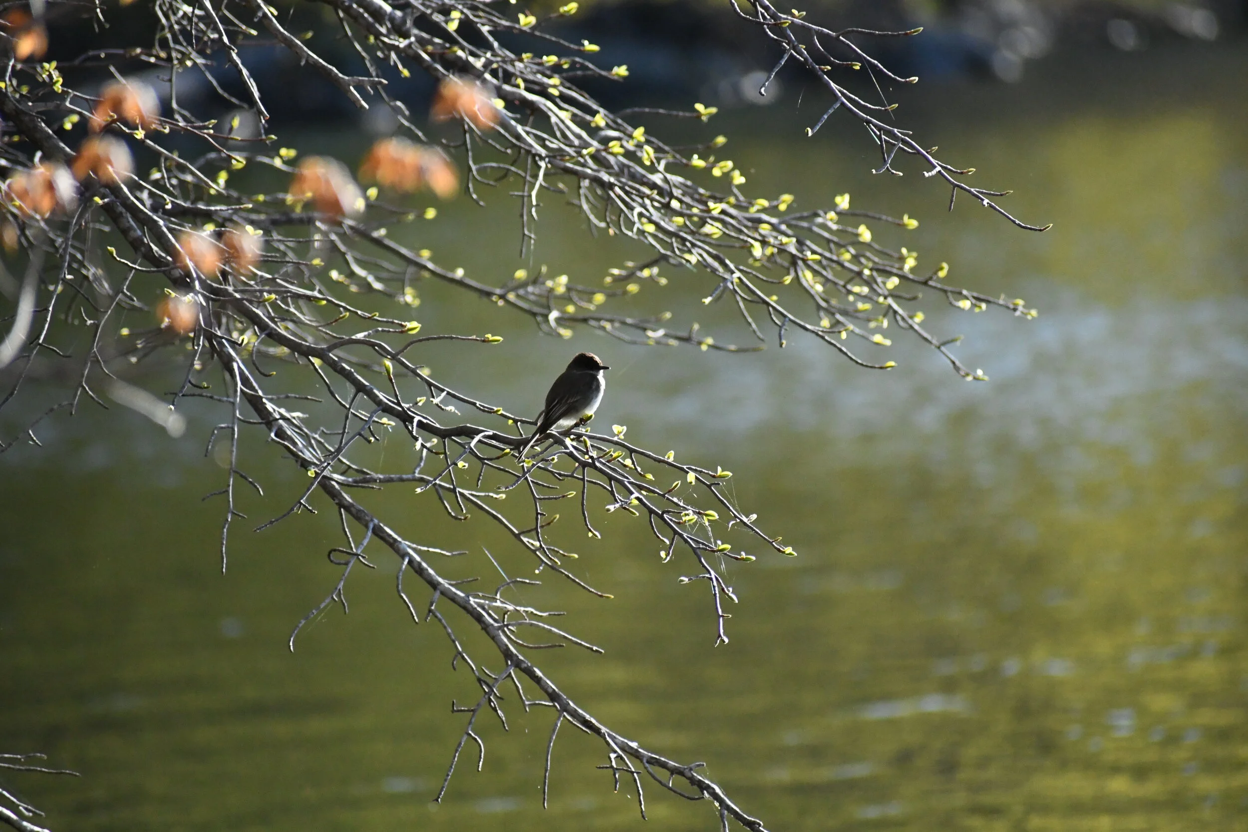 Daniel - Squam Lakes Association