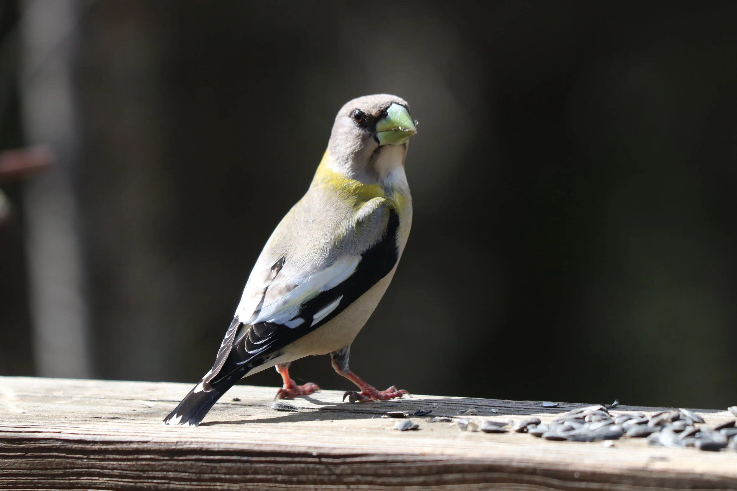 Daniel - Squam Lakes Association
