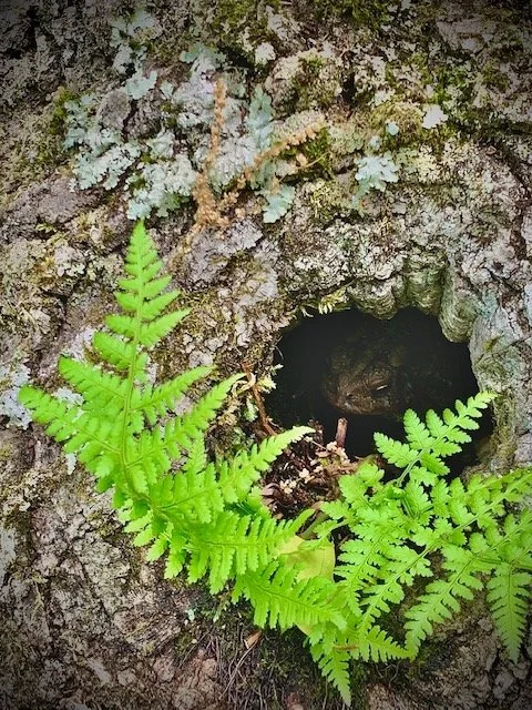 Fallon - Lakes Region Conservation Trust
