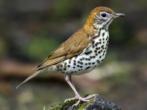 Tucker - The Nature Conservancy