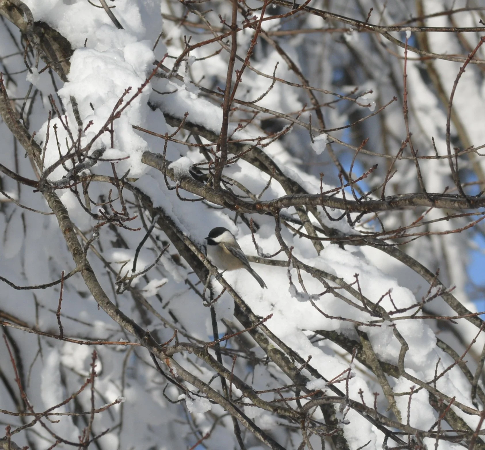 Ally- Squam Lakes Association