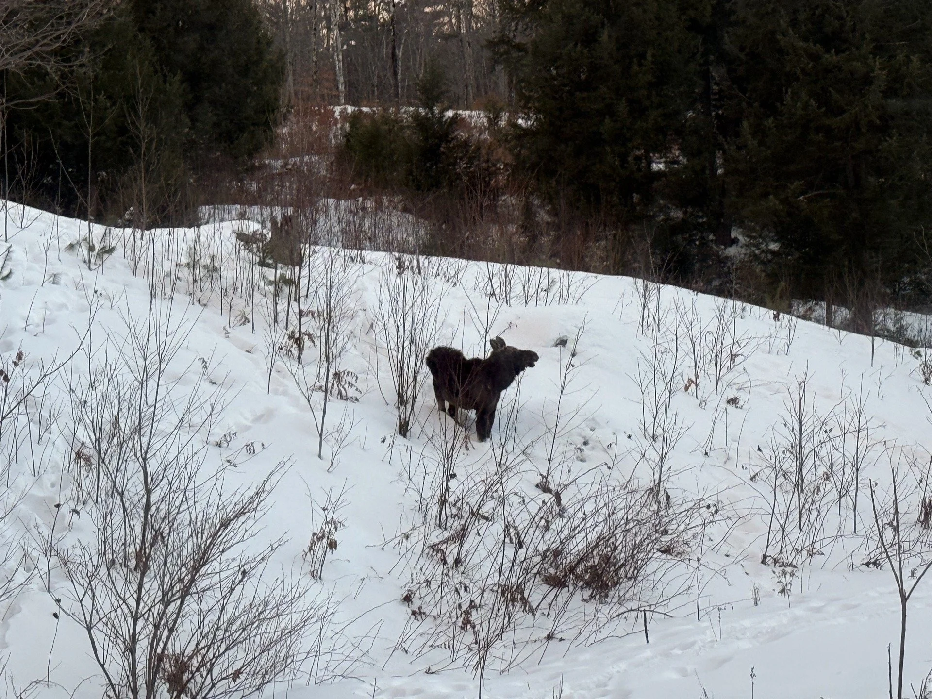 Macie- Squam Lakes Association