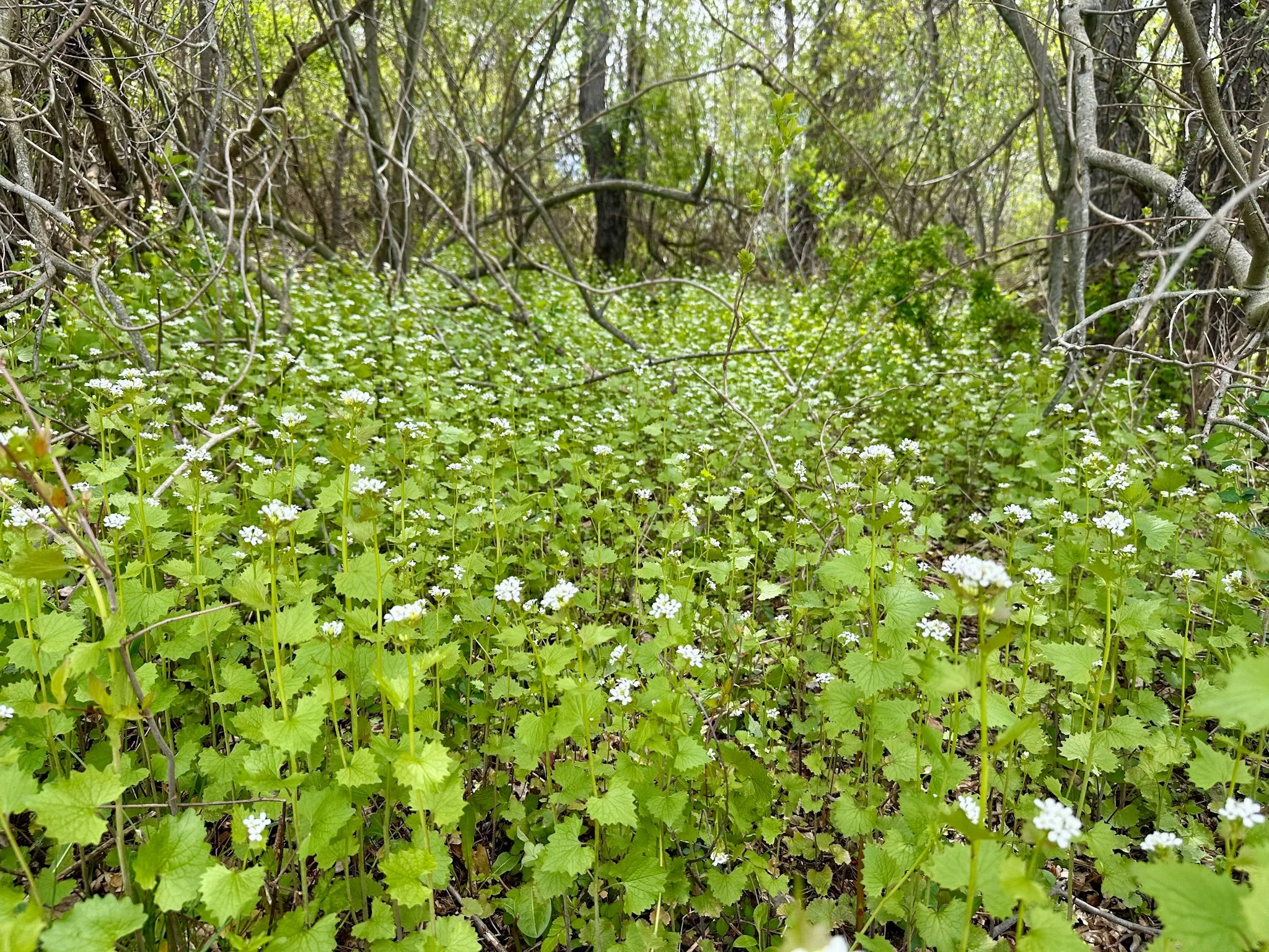 Kylie - The Nature Conservancy