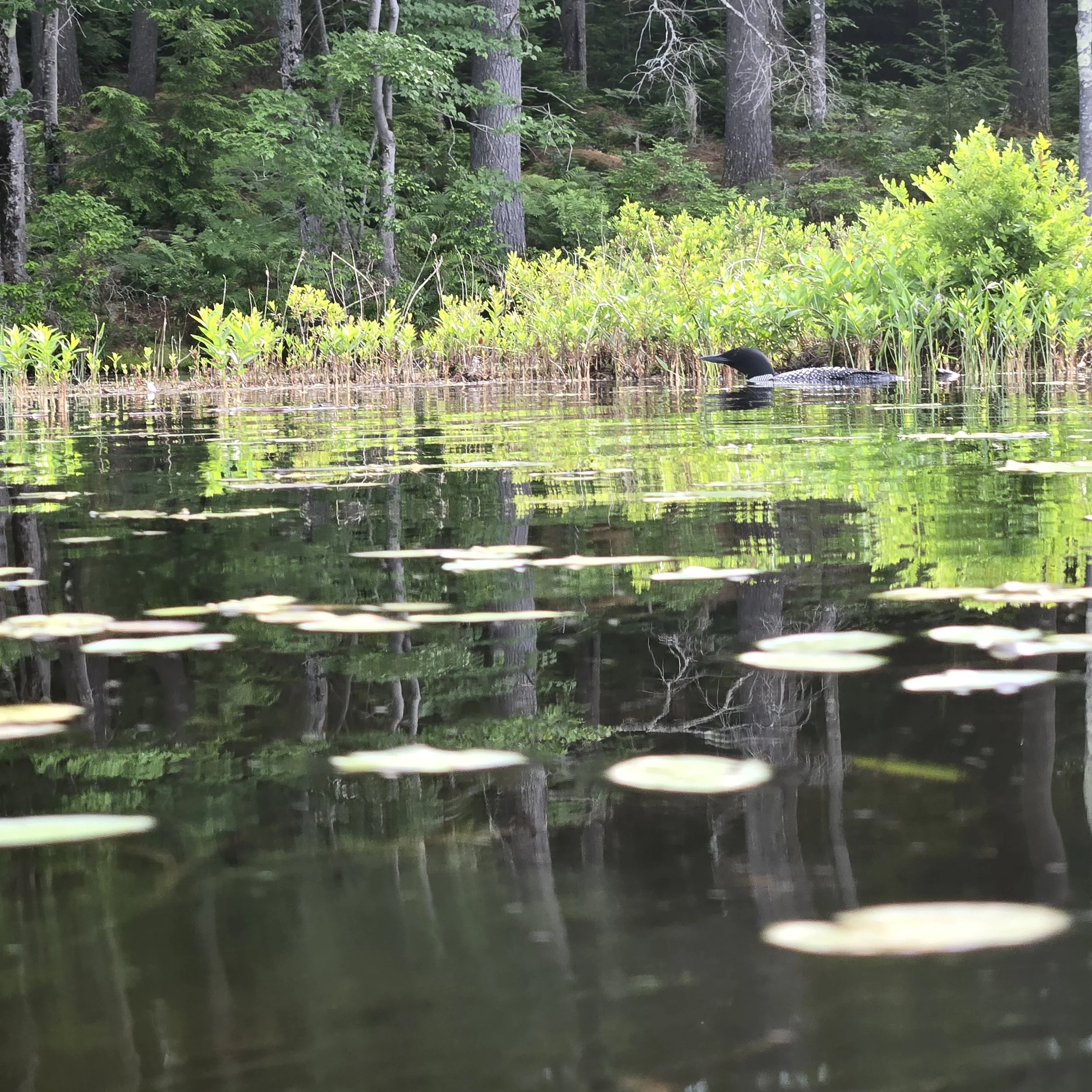 Kevin - Squam Lakes Association