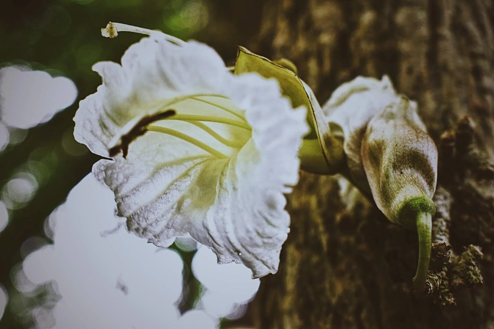 What It Means to Heal