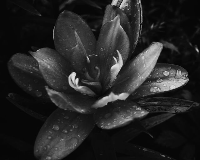 I took a breath and listened to the old brag of my heart. I am, I am, I am.
- Sylvia Plath
&mdash;&mdash;&mdash;&mdash;
#heart #flowerphotography #photography #photographer #rain #quotes #newyorkcity #brooklyn #garden #adayinthelife #perksofbeingaliv