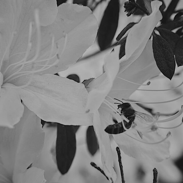 One can no more approach people without love than one can approach bees without care. Such is the quality of bees...
&mdash; Leo Tolstoy
&mdash;&mdash;&mdash;&mdash;&mdash;
#photography #blackandwhite #adayinthelife #bees #flowers #perksofbeingalive 