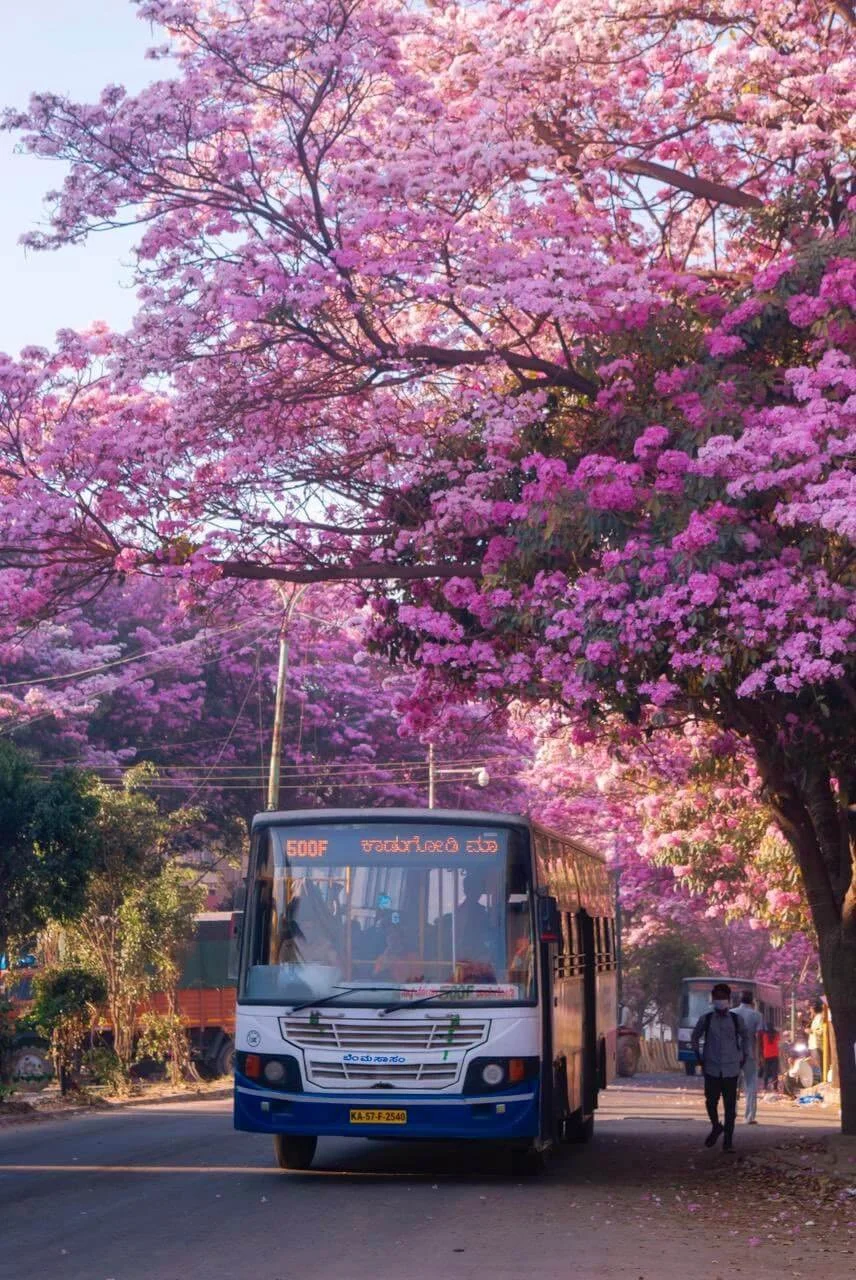 bangalore beauty.jpg