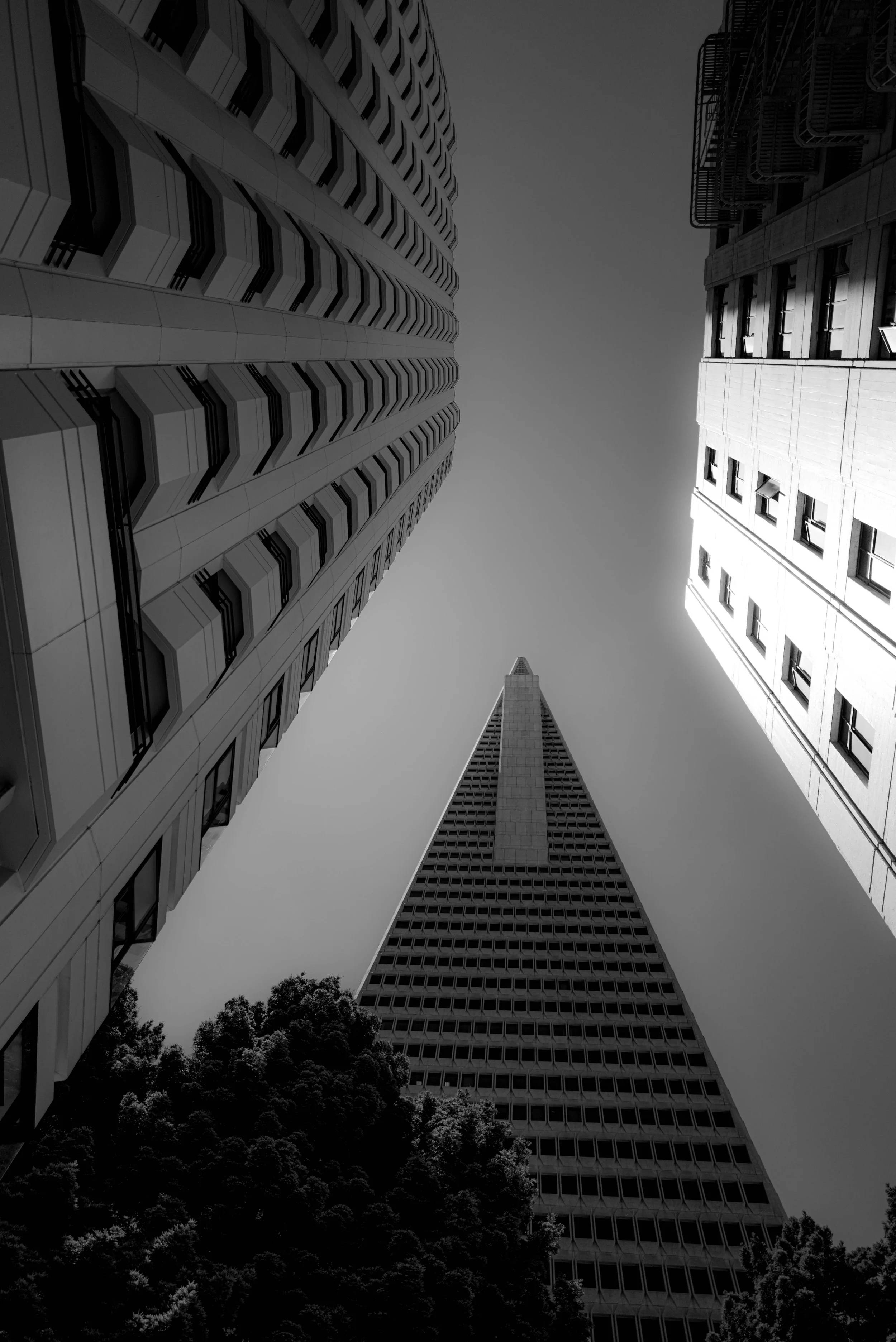 Redwood Park SF Vic de Aranzeta.jpg