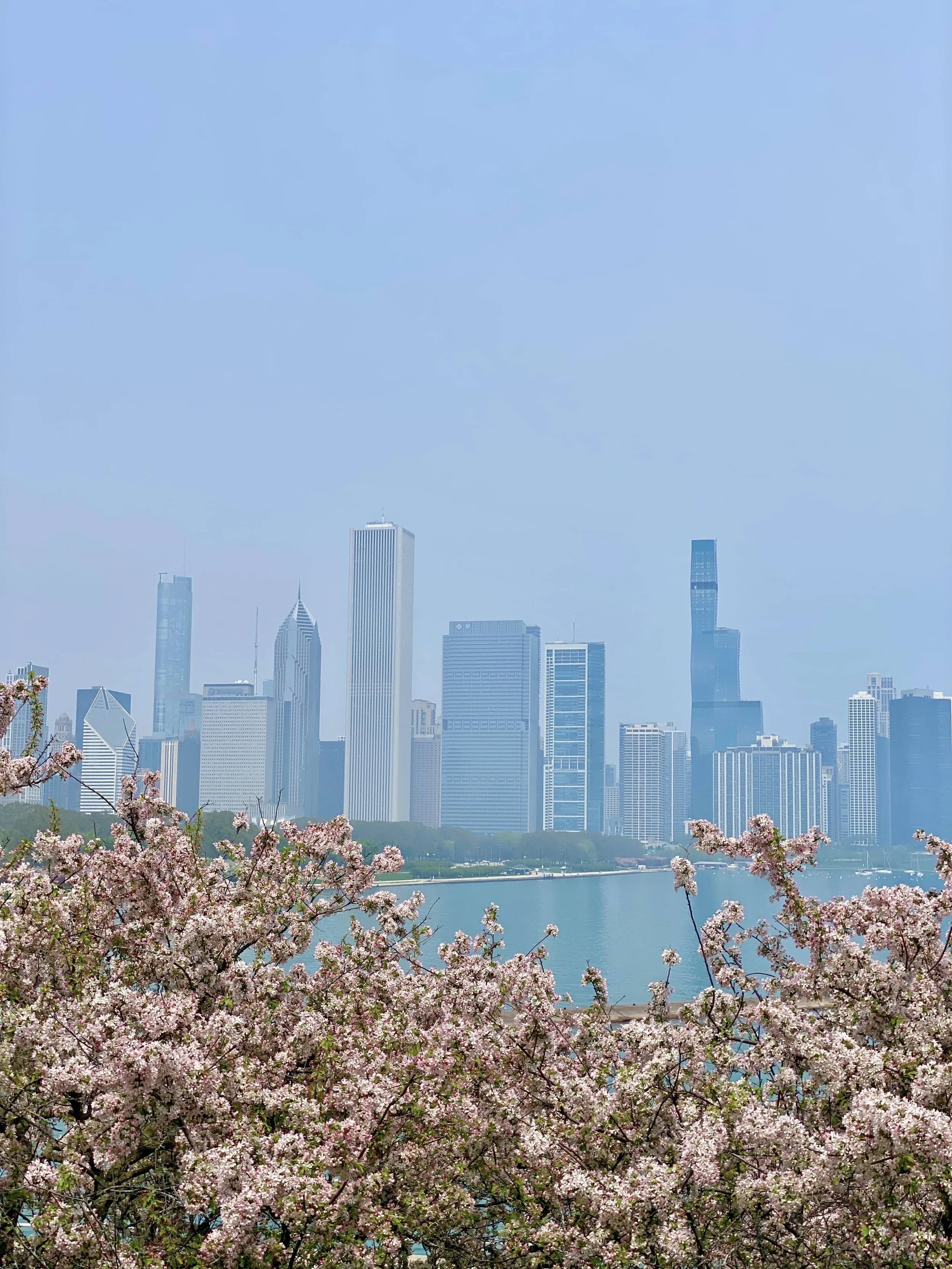 Skyline Flowers - Sabrina Karas.JPG