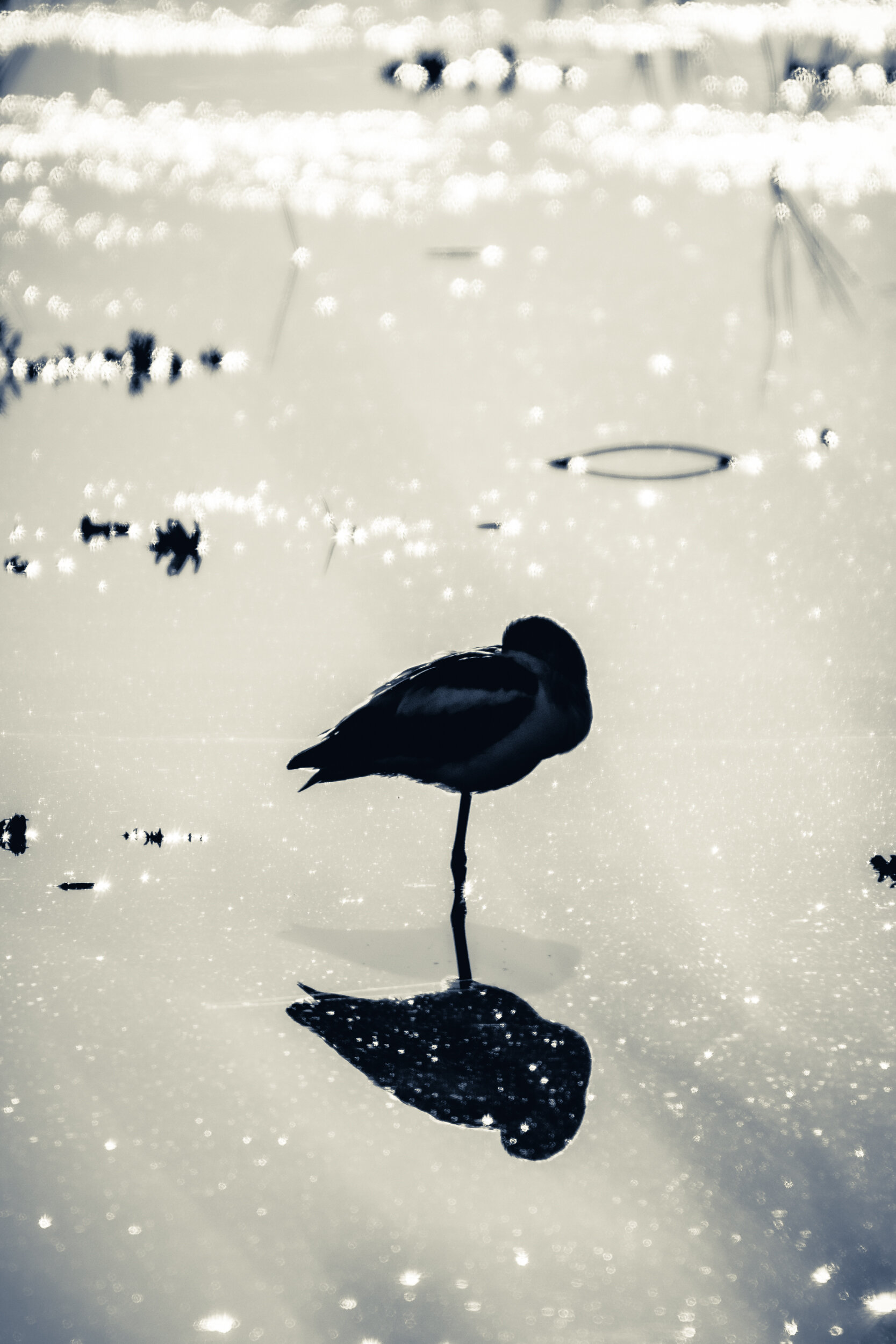 DSC_9659.jpg