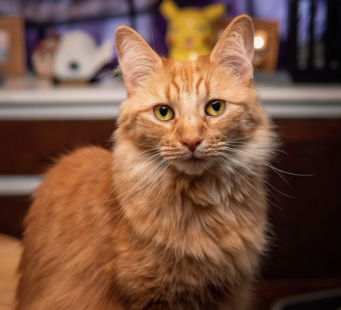 Cat-Portrait-by-Lansing-Michigan-Pet-photographer-AAStudios.jpg