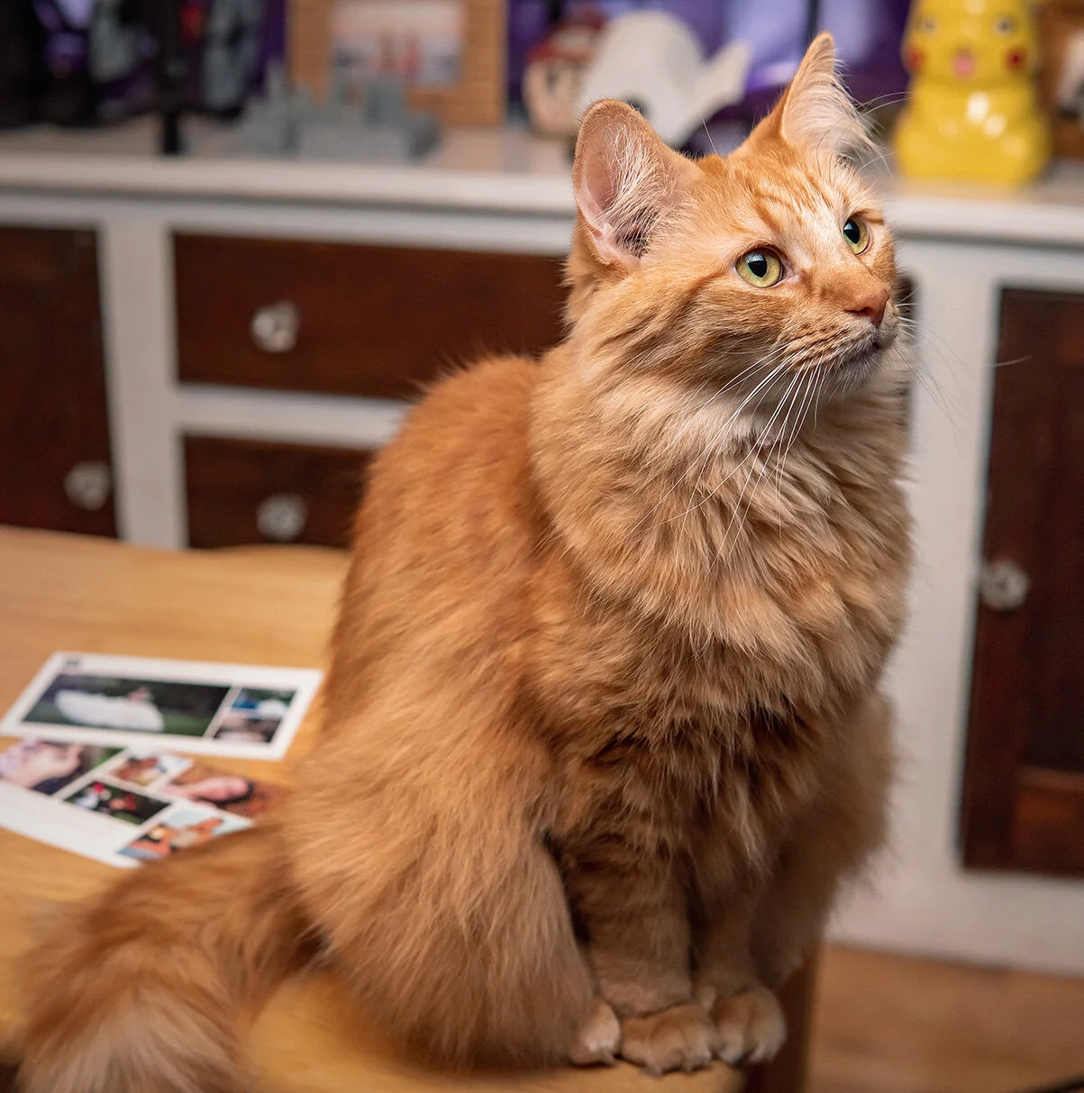 Cat-Photo-by-Lansing-Michigan-Pet-photographer-AAStudios.jpg