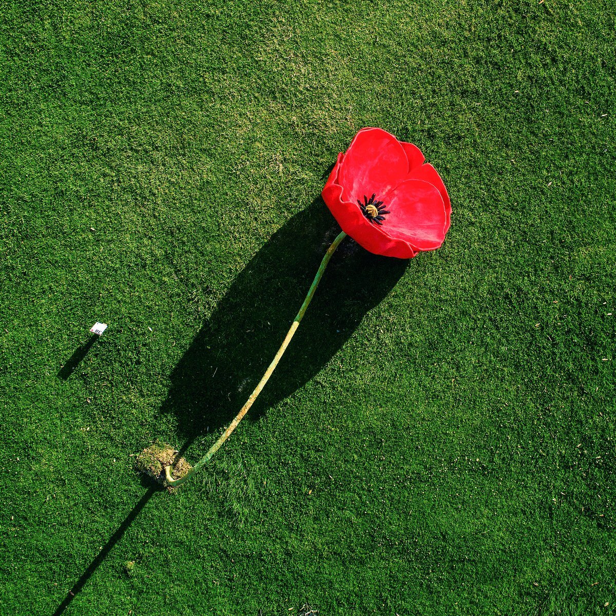  We will remember them, for they are ours and we were theirs.  Many of us know what it is like to mourn over the loss of a fallen poppy.  These loved ones may have fallen in combat for a noble cause,  or they may have fallen to a battle with a cruel 