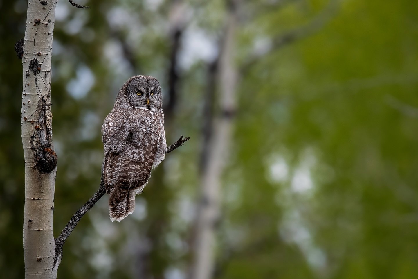 Here&rsquo;s another photo of a great gray owl from my first experience photographing them in May of 2020. Before this trip to Grand Teton National Park, I had only a little experience photographing owls, and just great horned and burrowing owls arou