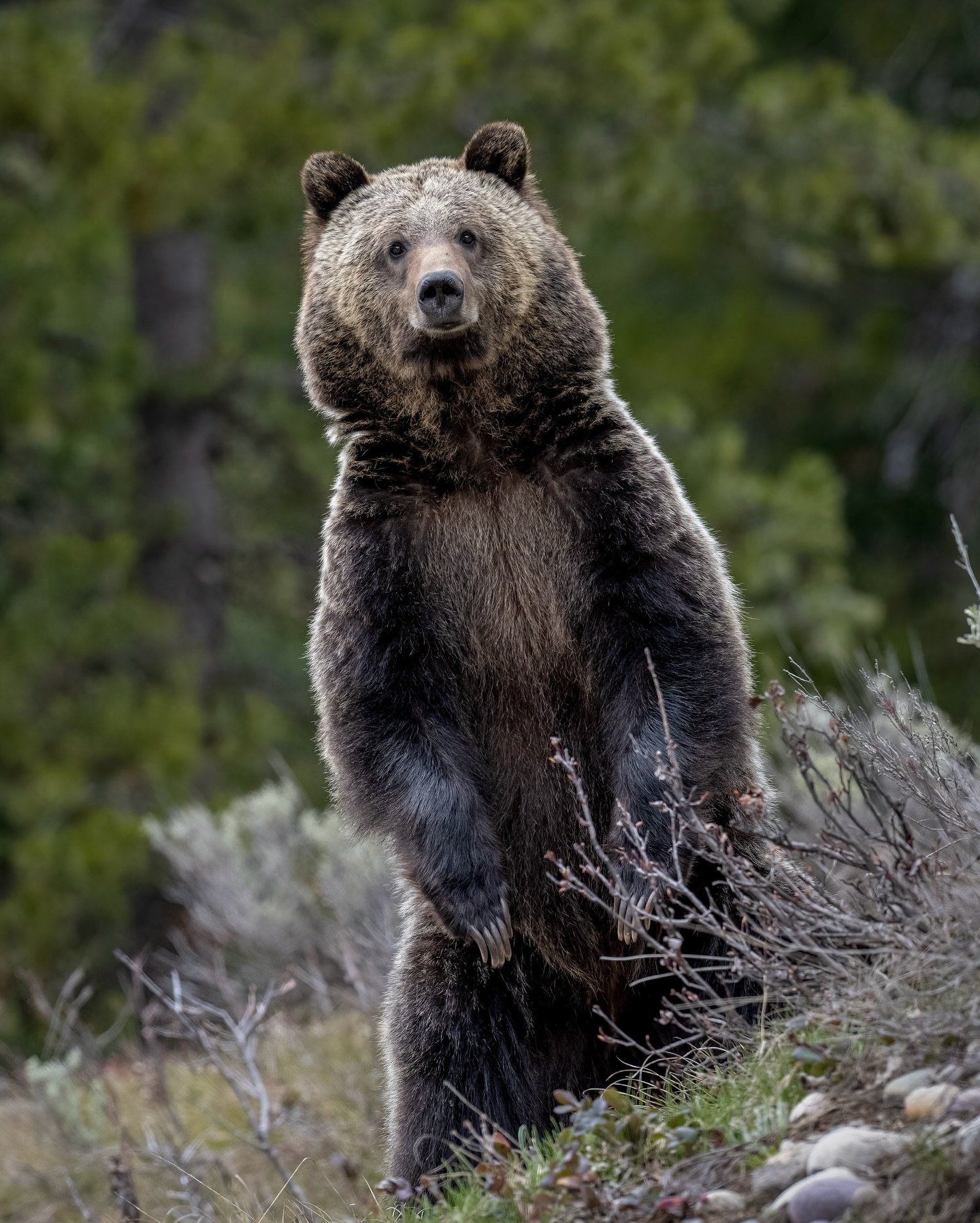 Oh boy, it&rsquo;s almost time! While I&rsquo;m getting ready to head up north to Yellowstone and Grand Teton National Parks on Monday, I&rsquo;m going through some photos from the last few years and I came across this great shot of grizzly bear 1063