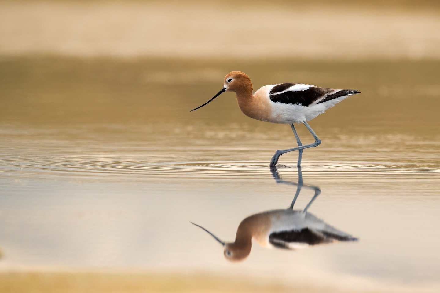 Outside of owls and wood ducks, I will occasionally go out and photograph other birds. One of my favorites if I come across them is the American avocet. These long-legged waders don an orange head and neck in the summer breeding season and will use t