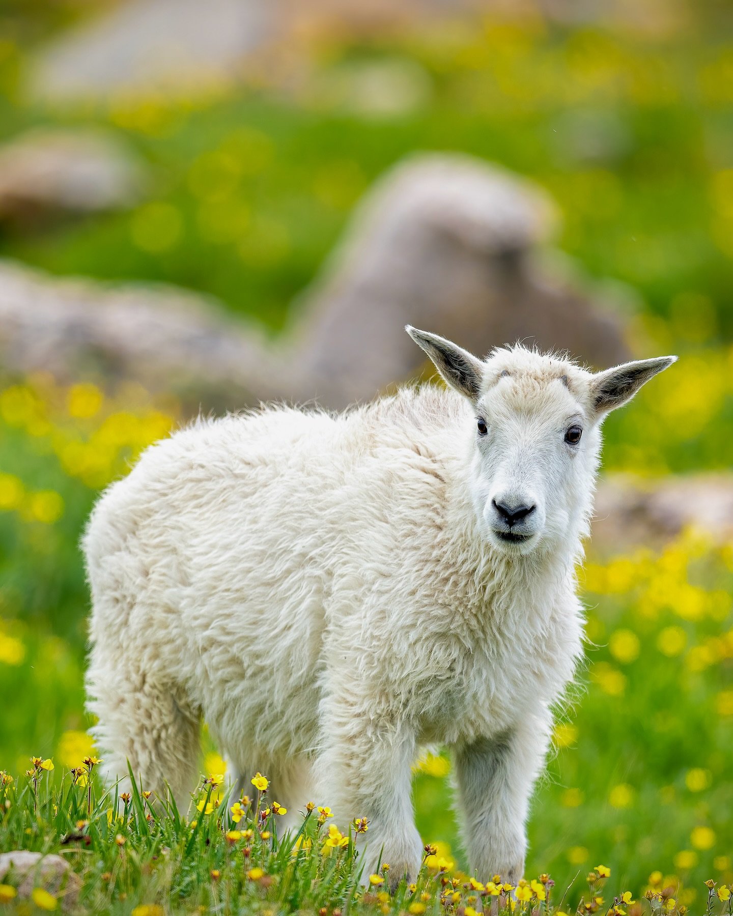 You&rsquo;ve goat to be kid-ding me, it&rsquo;s almost mountain goat season?!?!?! You better billy-eve that I&rsquo;m super excited to get up to the peaks of the Colorado Rocky Mountains and go looking for some of my favorite alpine residents in just