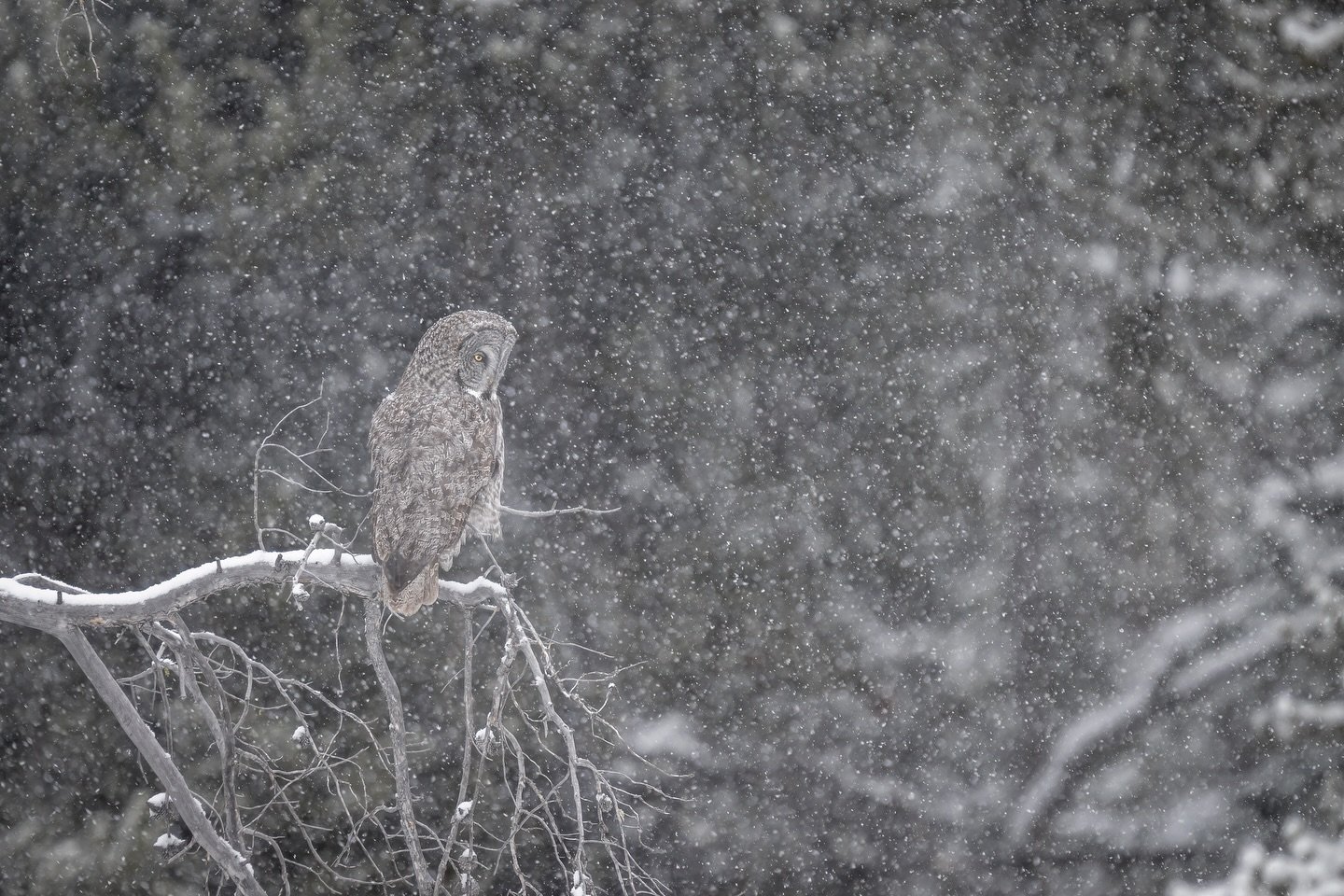 Two weeks ago I arrived in Yellowstone National Park for the start of my annual spring trip to find and photograph wildlife. I had a mission of finding bears this year, especially black bears, and to also look for any other critters I came across. On