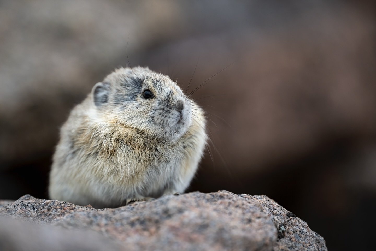 Ok, one more post before I head out of town. On Sunday night we drove up to Mt. Blue Sky to look for mountain goats and other critters. The weather was pretty awful and we had to deal with rain, sleet, hail, snow, and heavy winds, and unfortunately s
