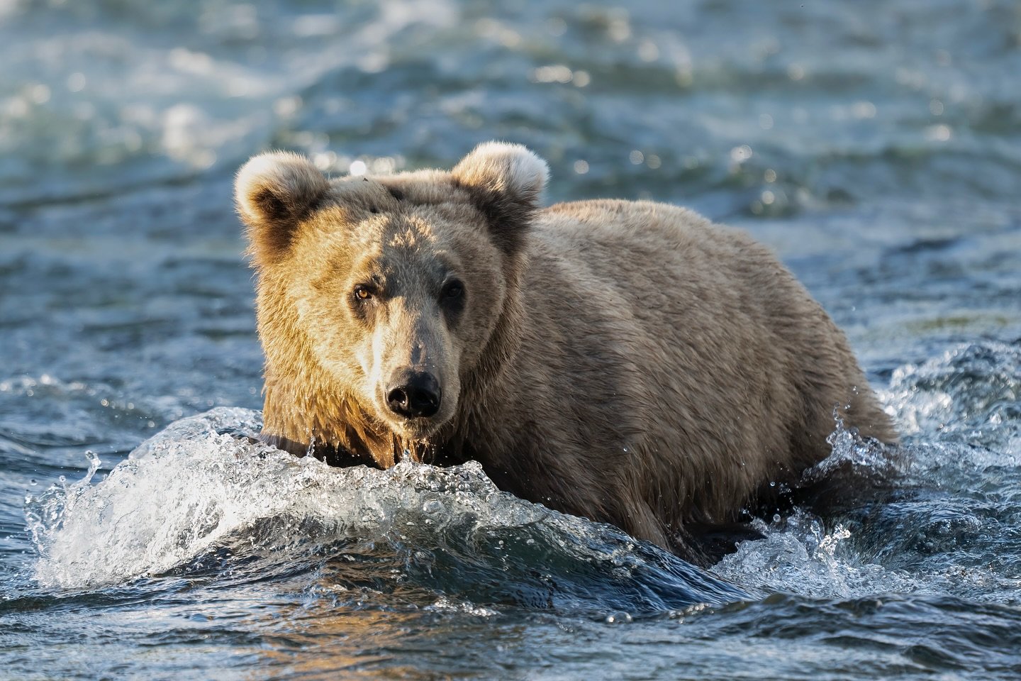 Let me just say, Alaska is amazing! I knew going up there last month was a risk as it was a little early in the season, but it was my only chance to make it up there this year as I had to work around my other travels and schedule. It unfortunately di