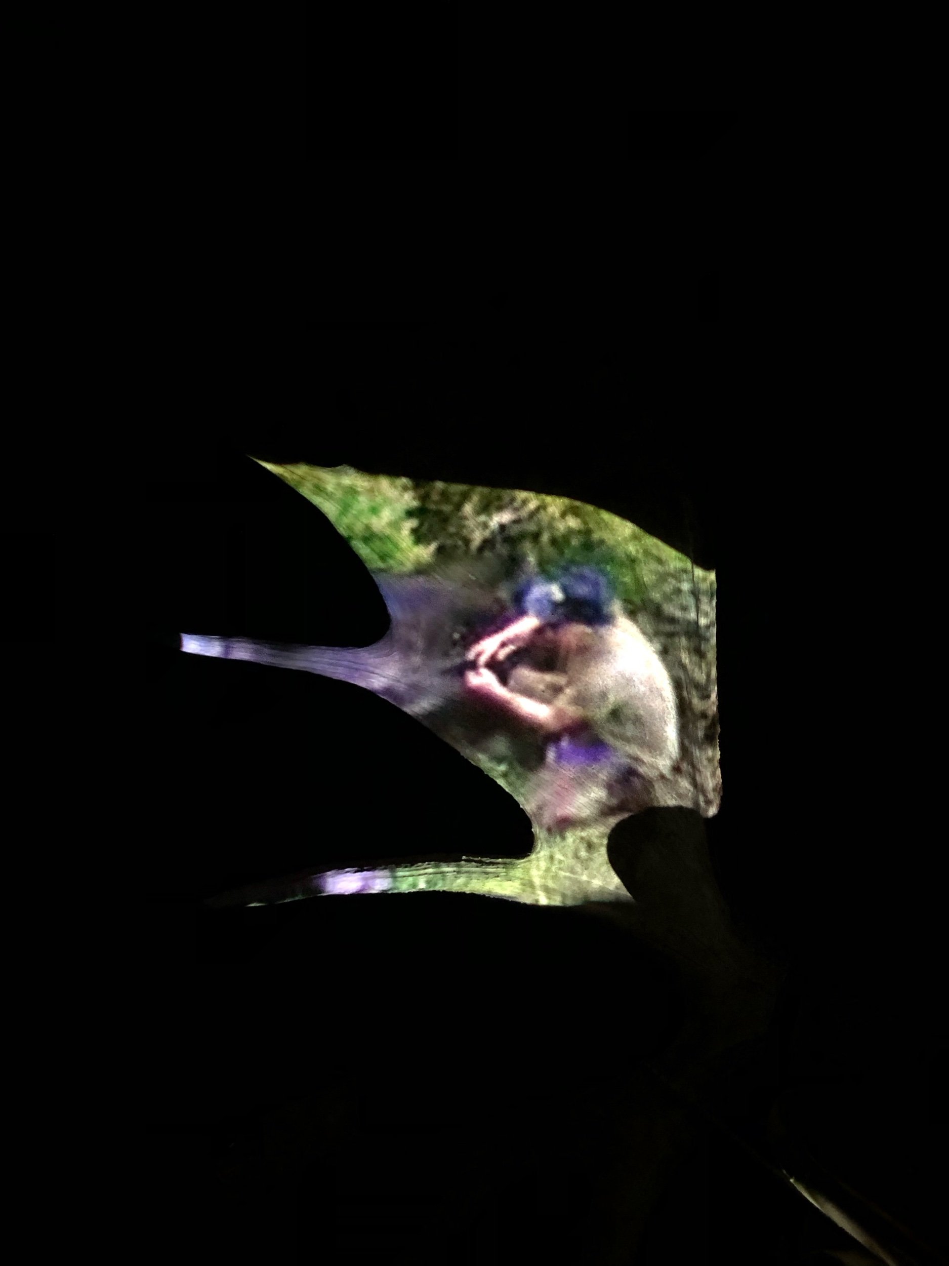 IMG_5565.jpeg