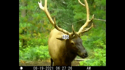 Elk GIF.gif