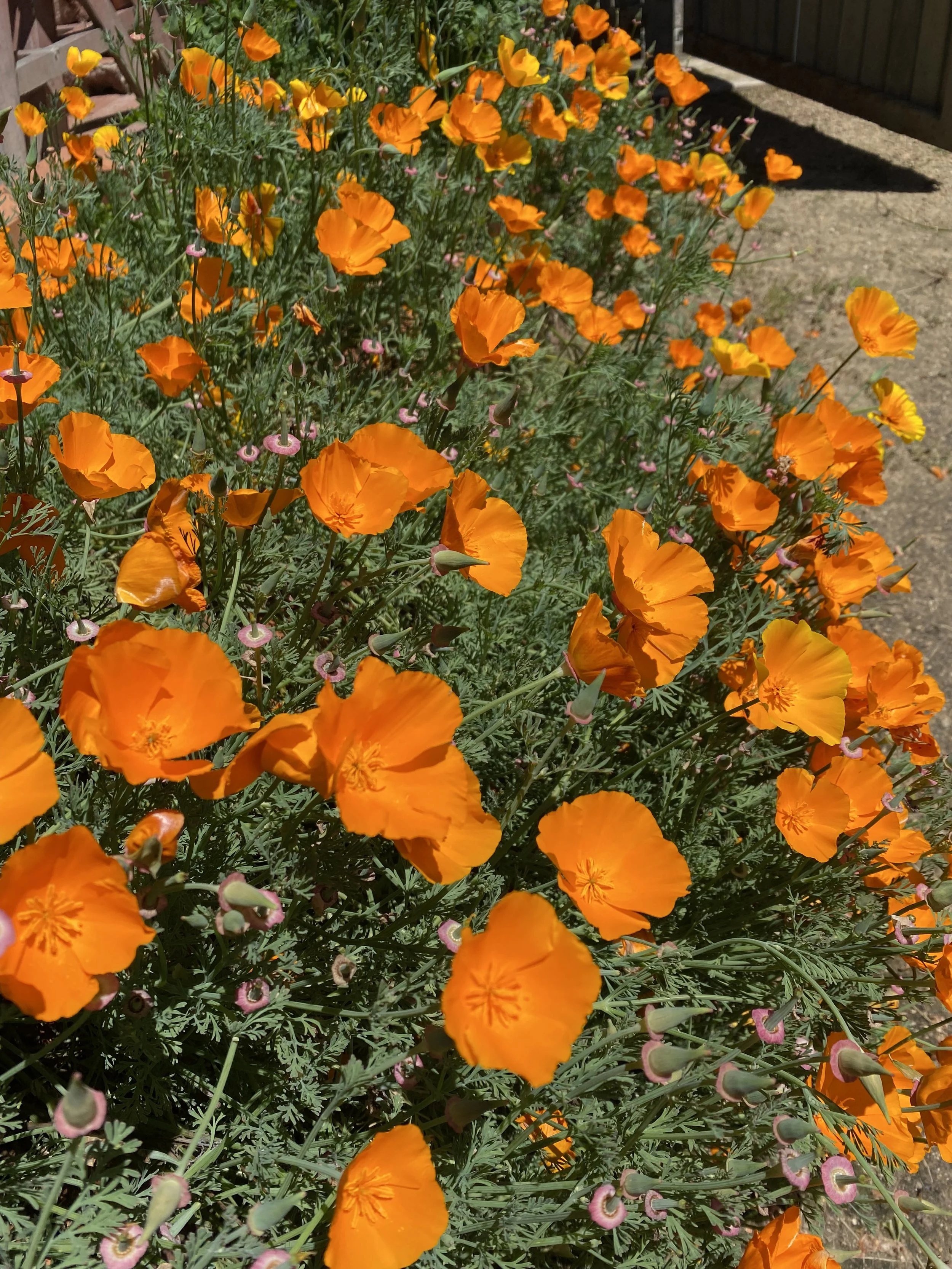 California poppy