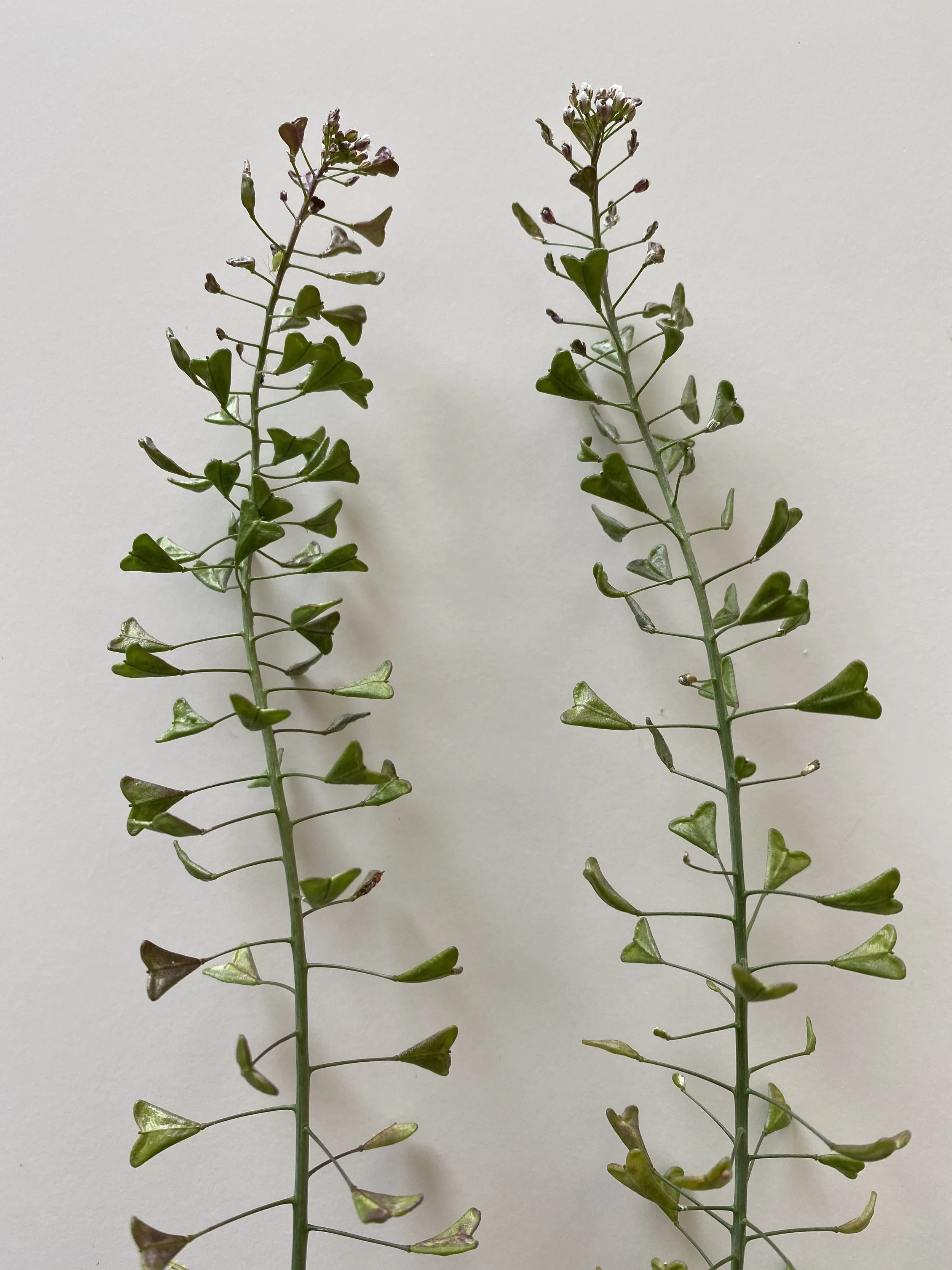 Shepherds Purse_1.jpeg