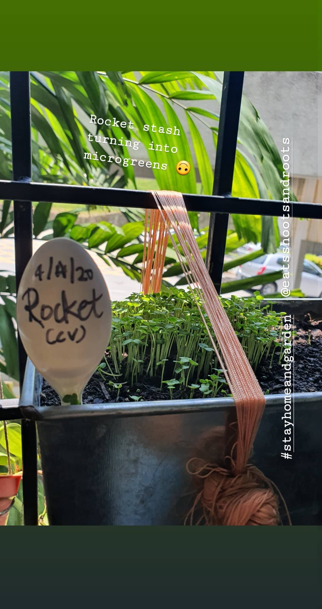 PIX_(20) DIY Balcony Gardening [Credit Shao-Lyn, Eats Shoots Roots].png