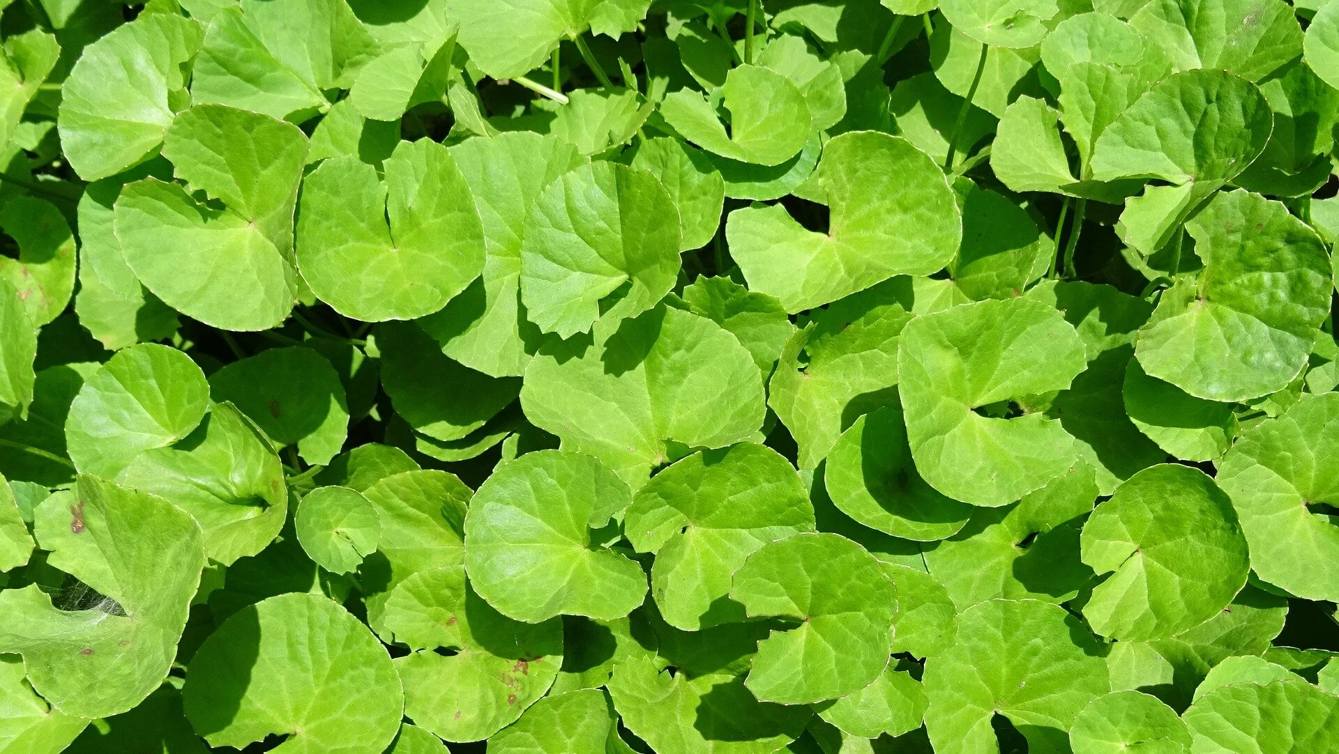plant-1646382_1920.jpg