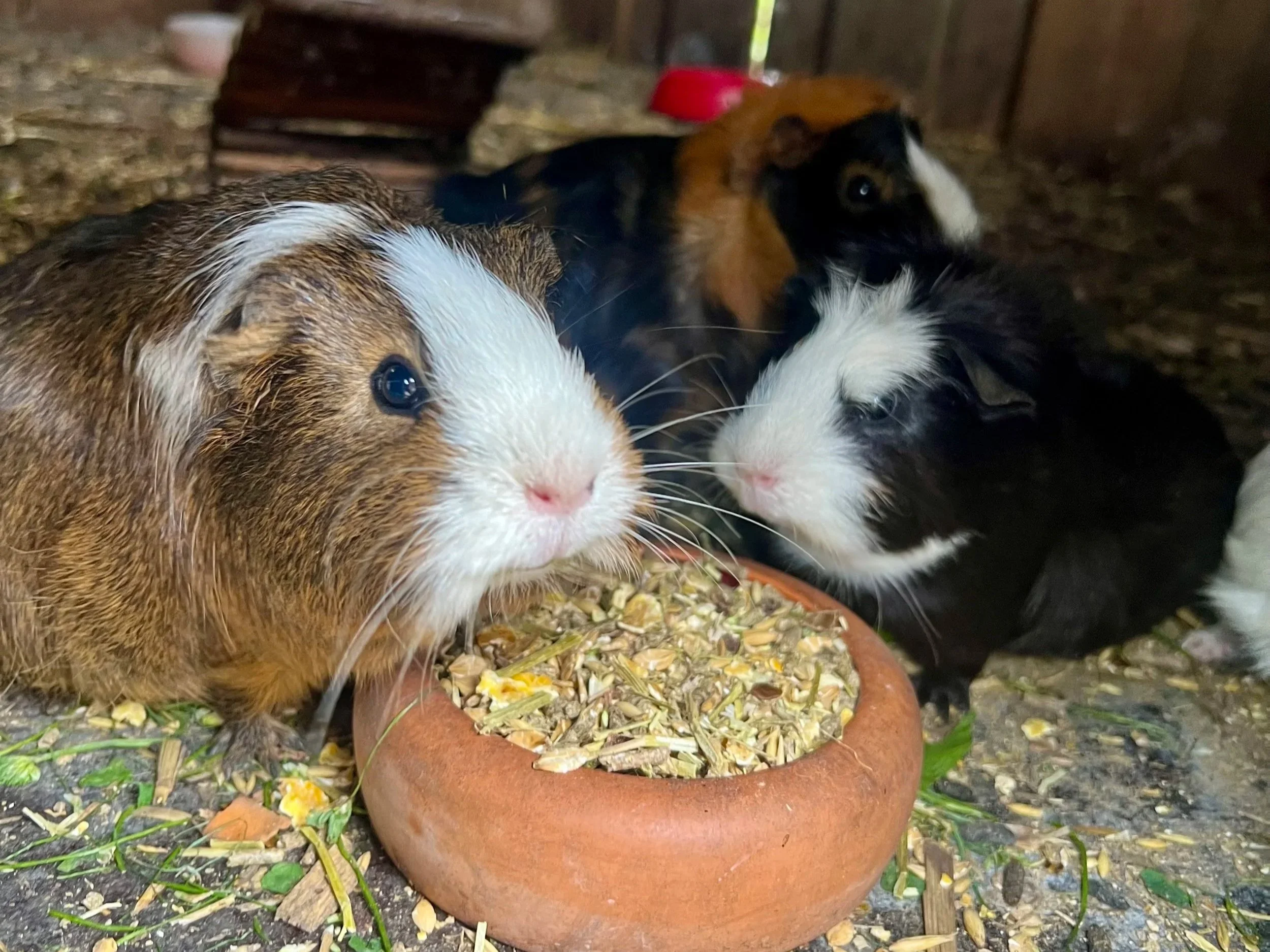 Meerschweinchen in liebevolle Hände abzugeben