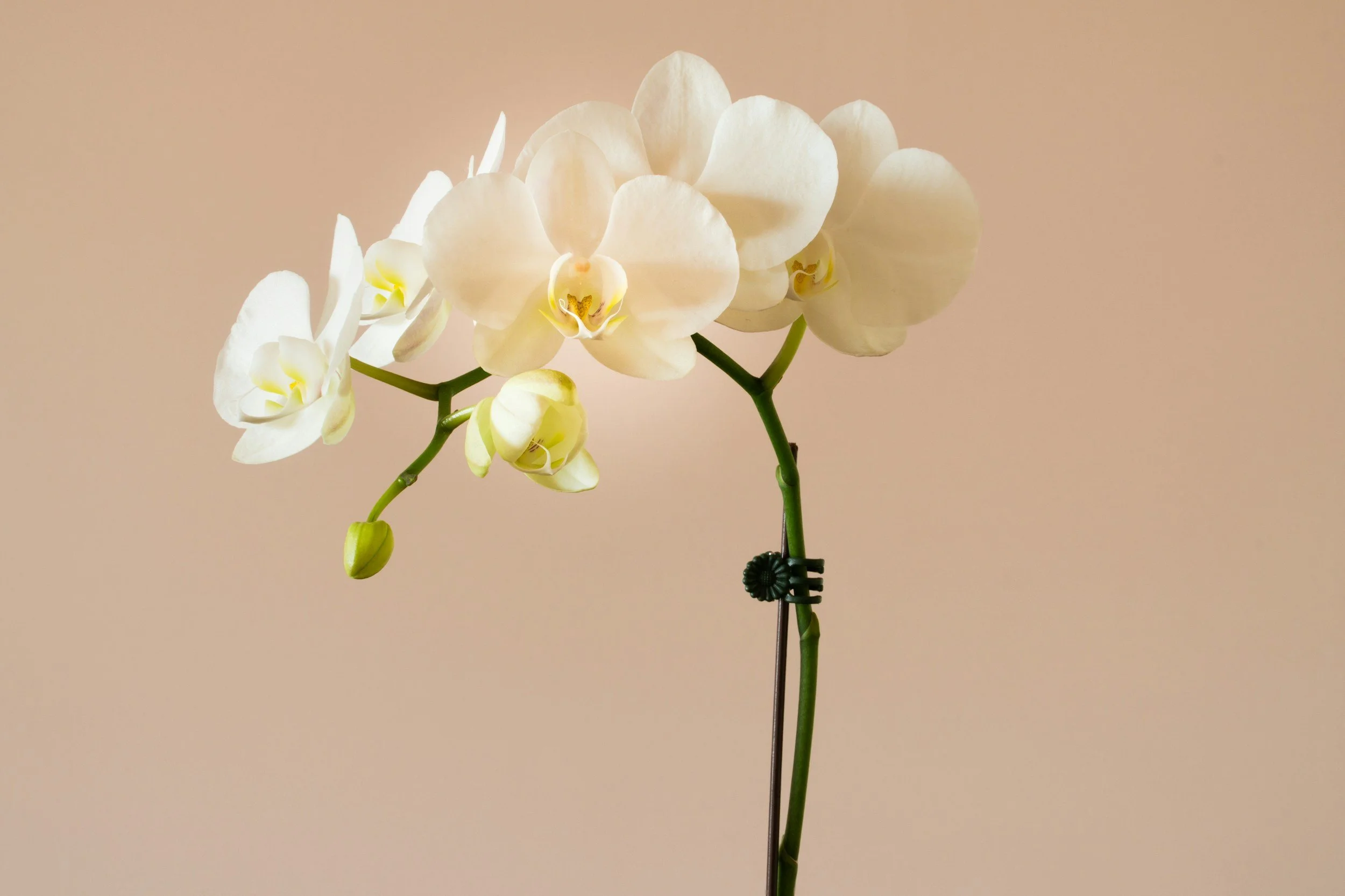 81 Intentional Living Quotes to Inspire Reflection