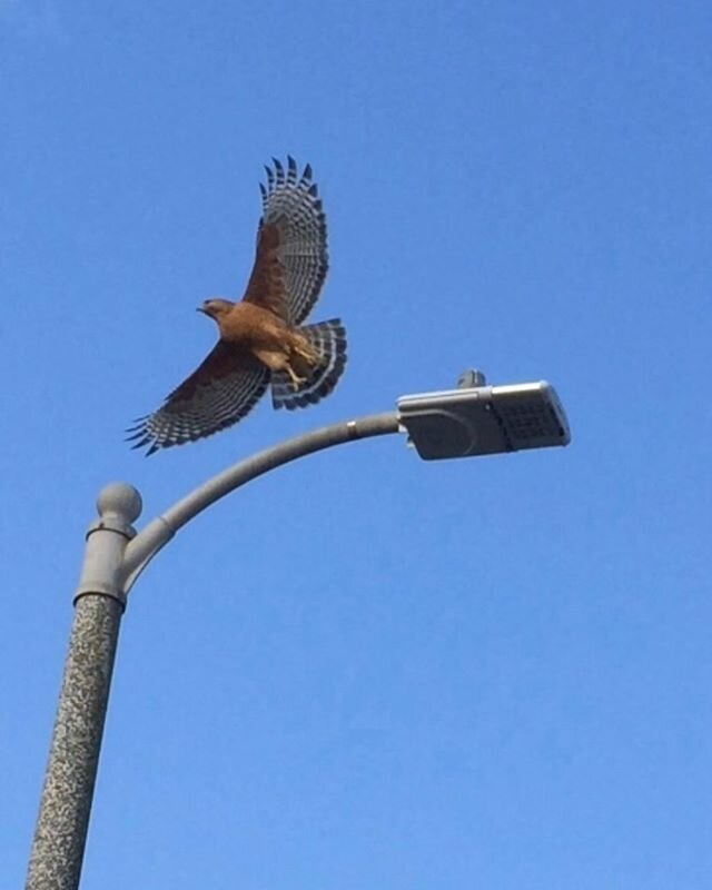 Happy #internationalbiodiversityday to all of our living creatures on our planet! For our @inaturalistorg #observationoftheday we have this stunning Buteo lineatus, or red-shouldered hawk found in Los Angeles by iNaturalist user anaeiou ! These rapto